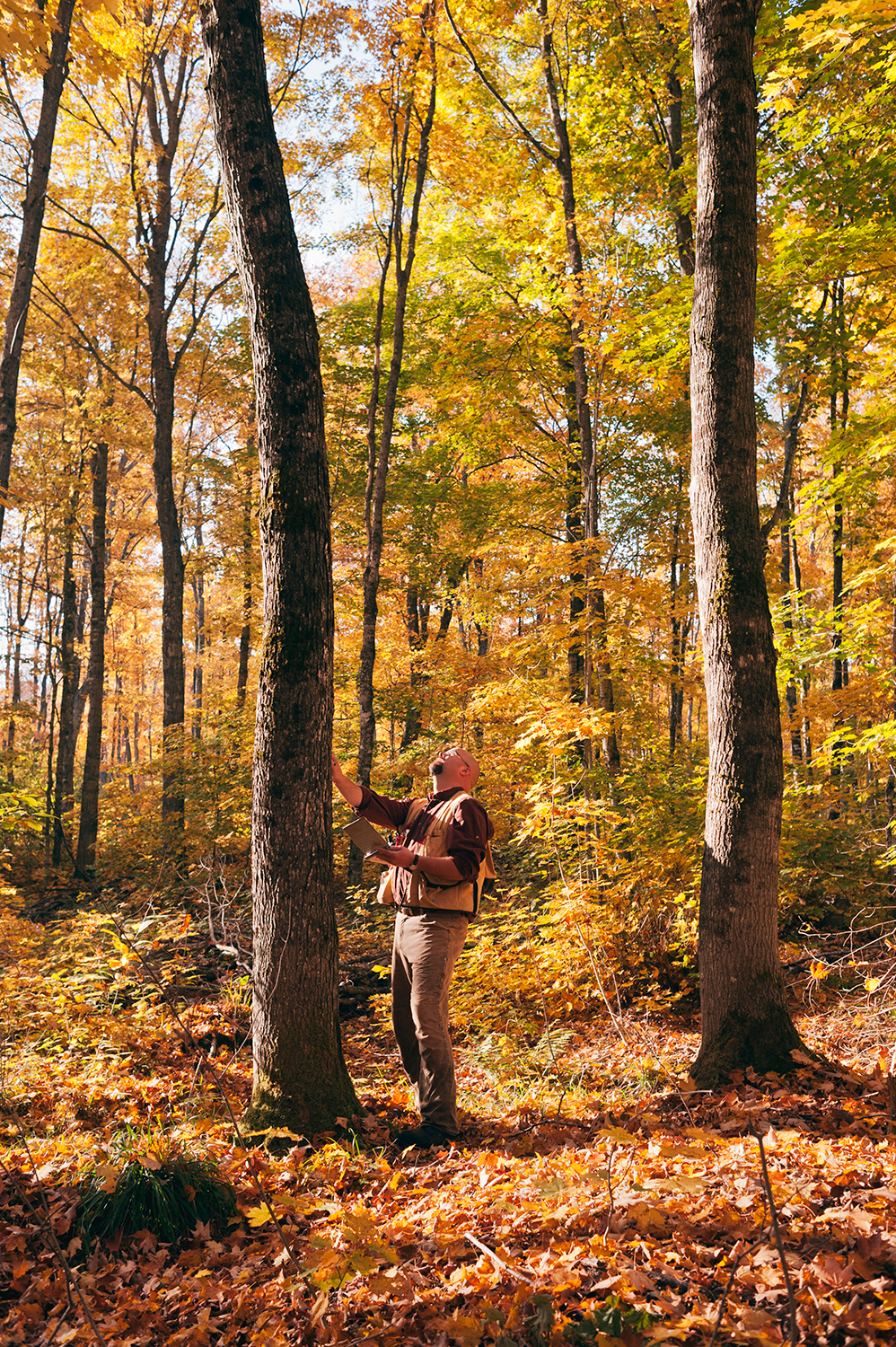 A forester stands in a forest and examines a tree.