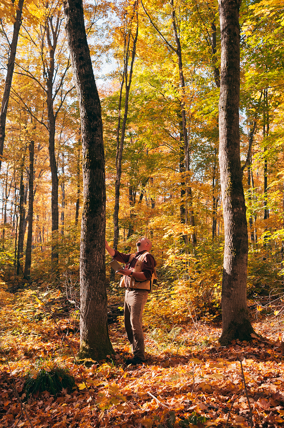 A forester looks up at a tree in the autumn.