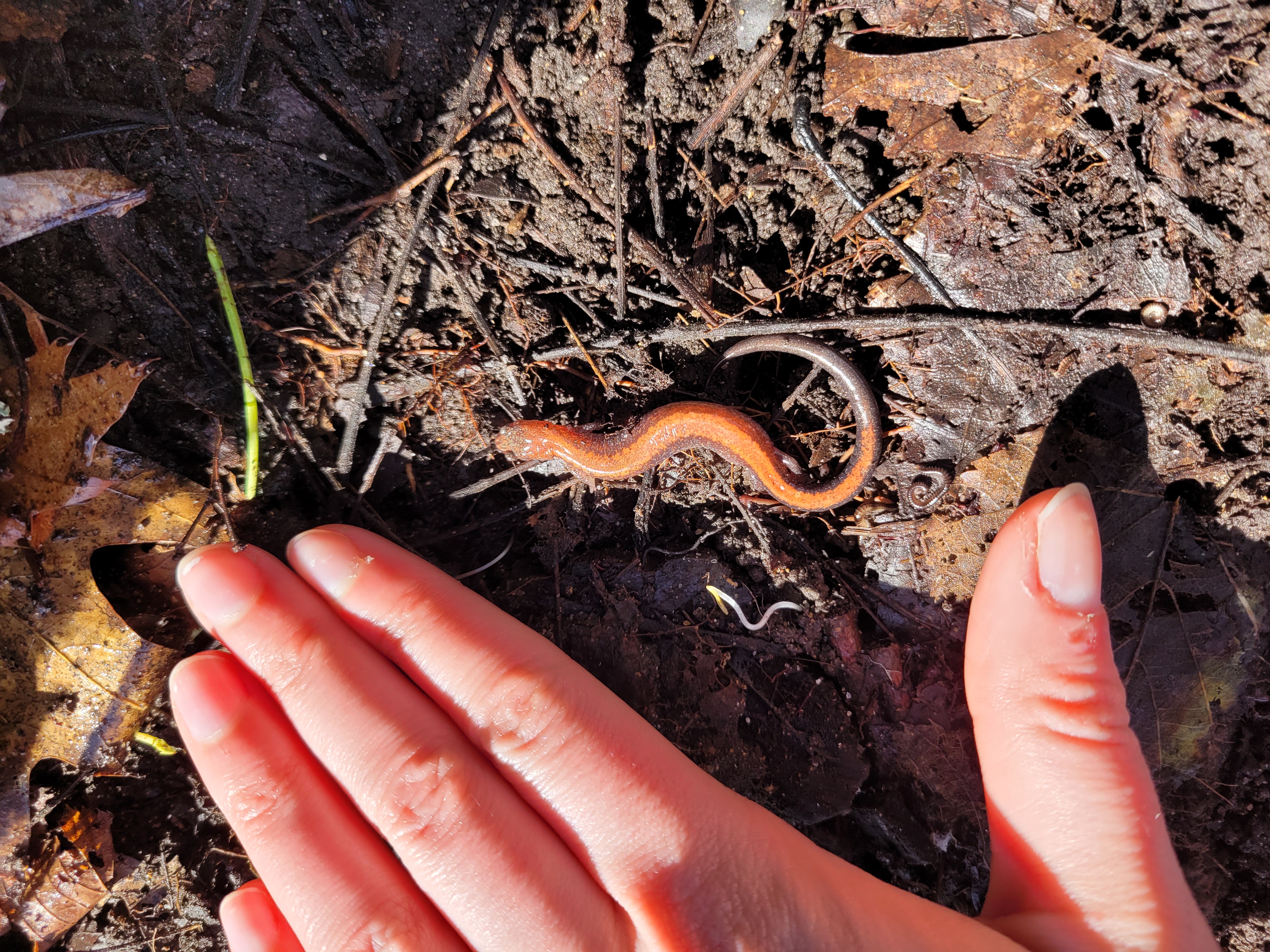 A salamander rests alongside someones hand. 