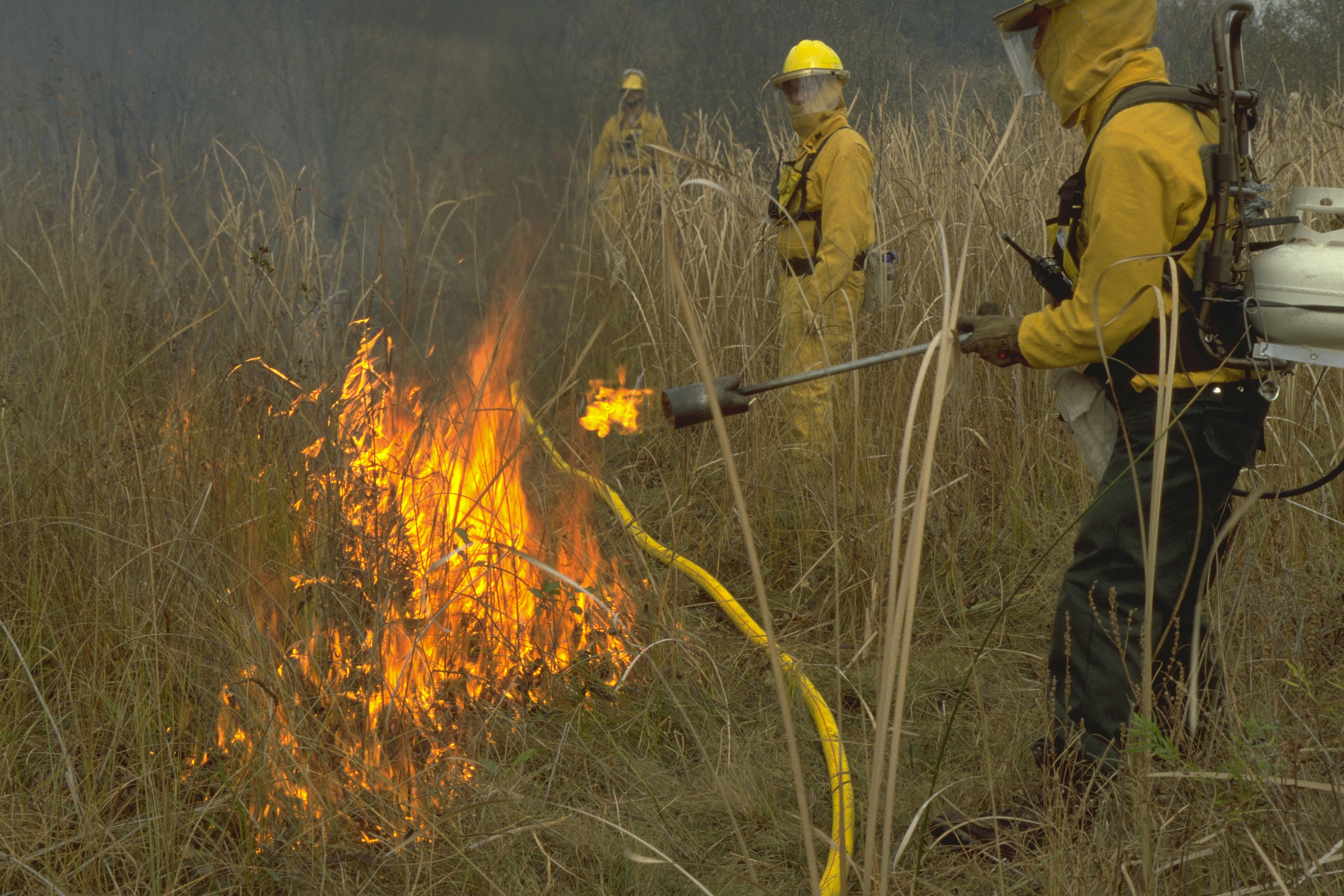 Three individuals in yellow protective gear conduct a controlled burn in a grassy field, with one person igniting dry grass using a torch.