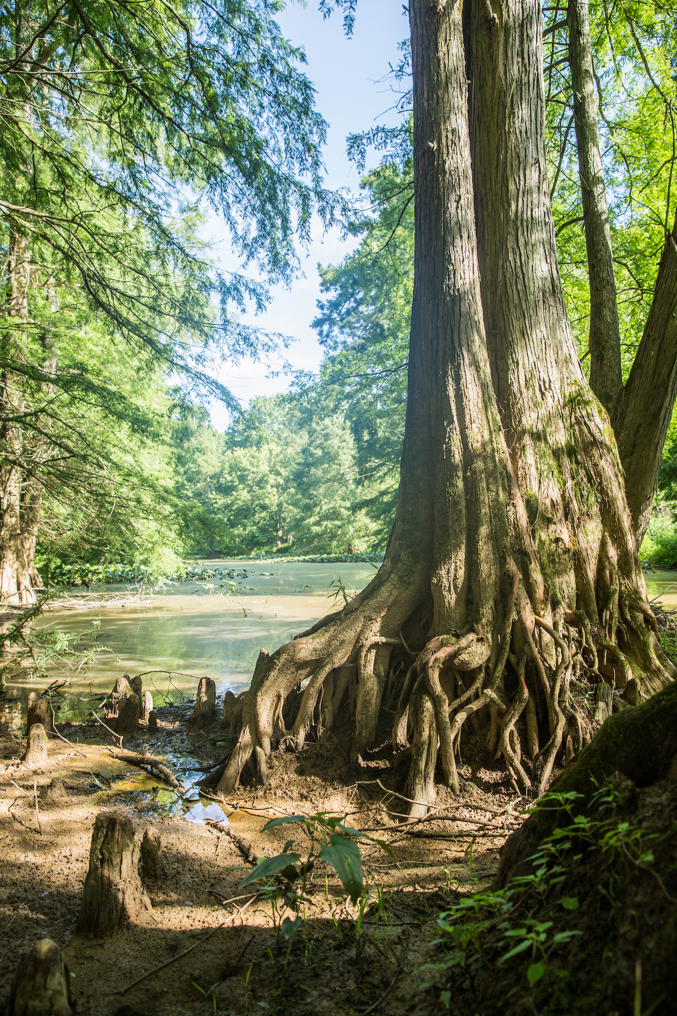 River bank with a cypress tree and knees exposed.