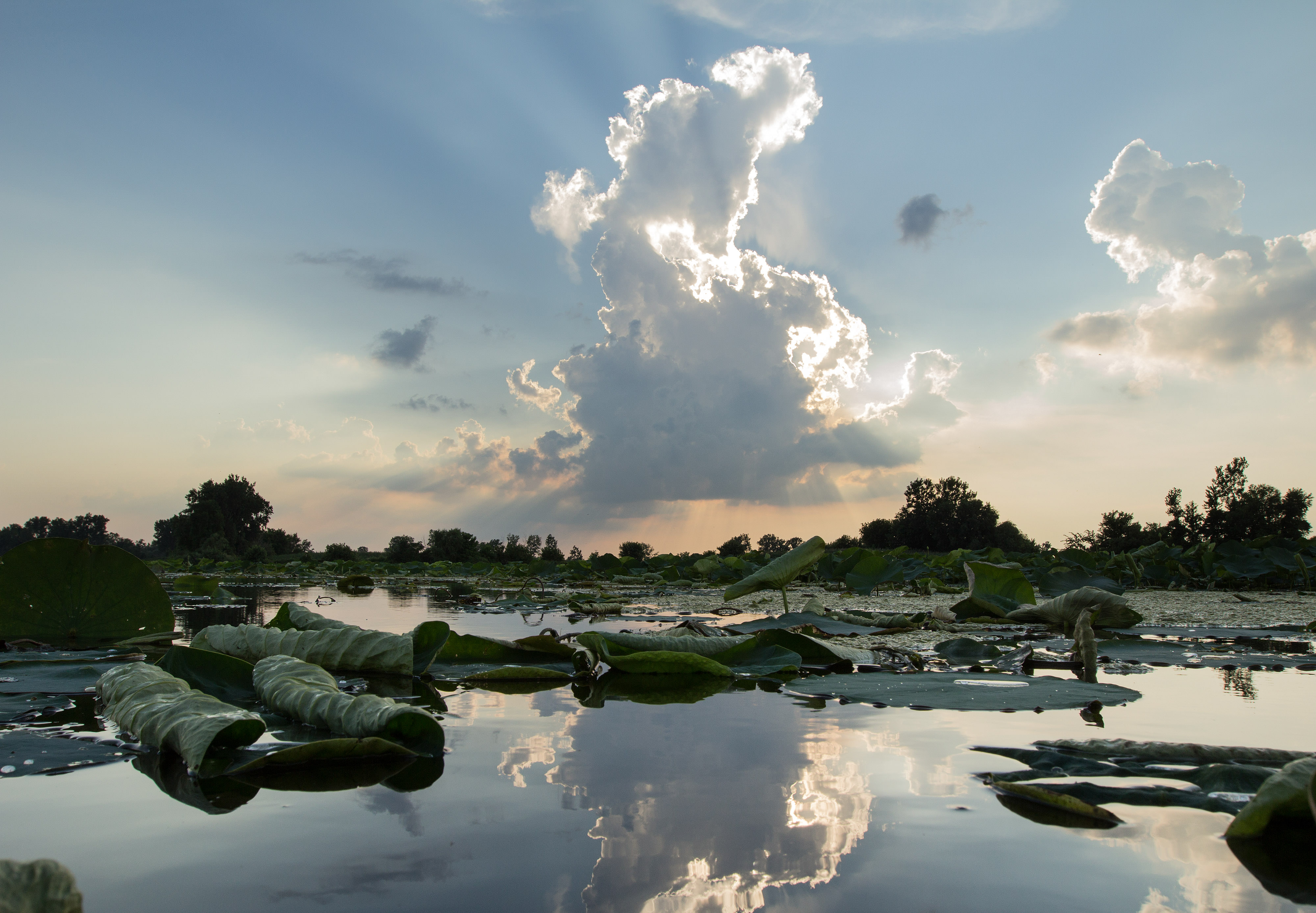 Lily pads cover the still water at Erie Marsh in Michigan. The sun peeks through the cloud coverage and reflects in the water. 