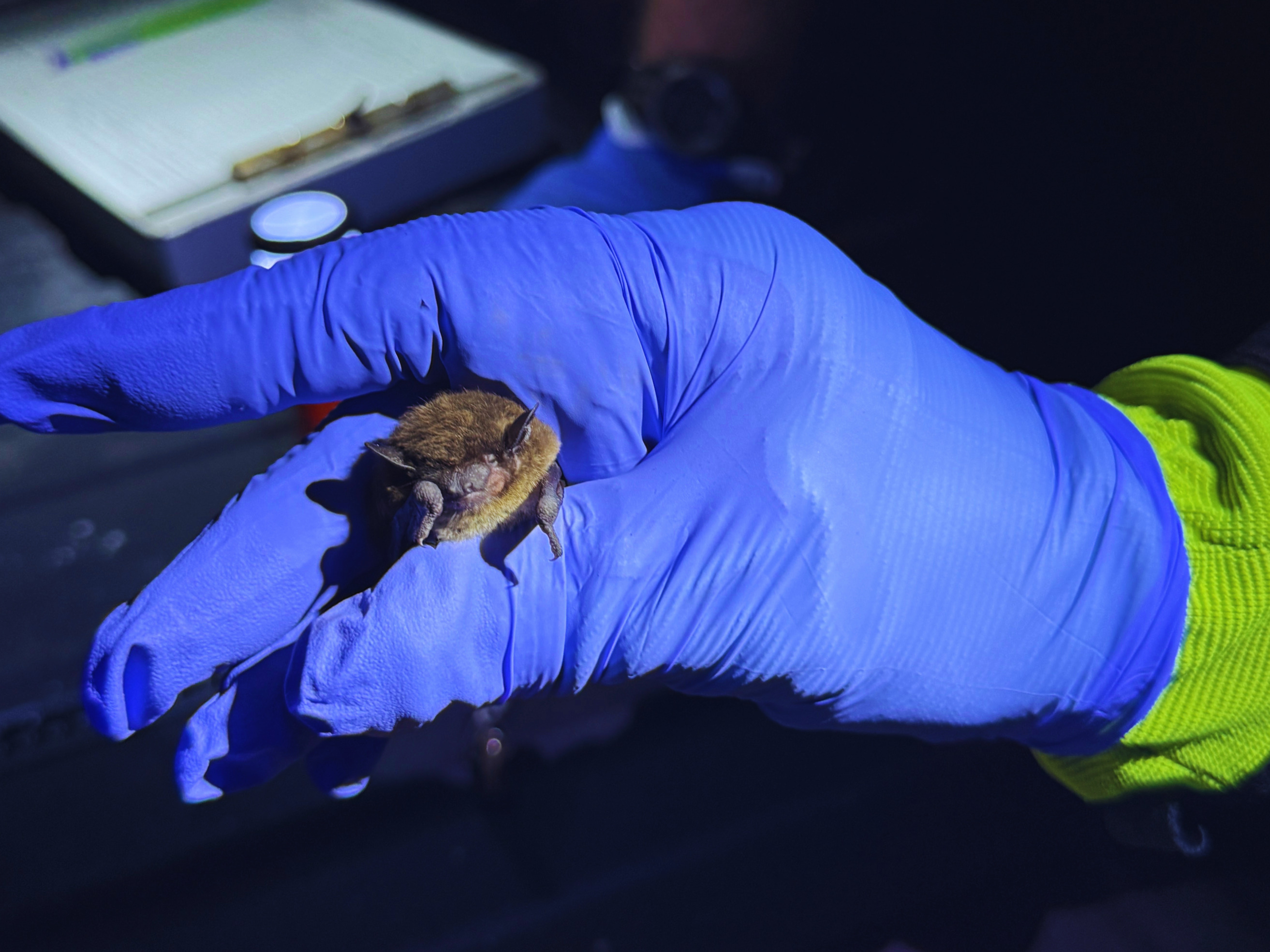 A hand covered by a blue glove holds a small, furry brown bat.