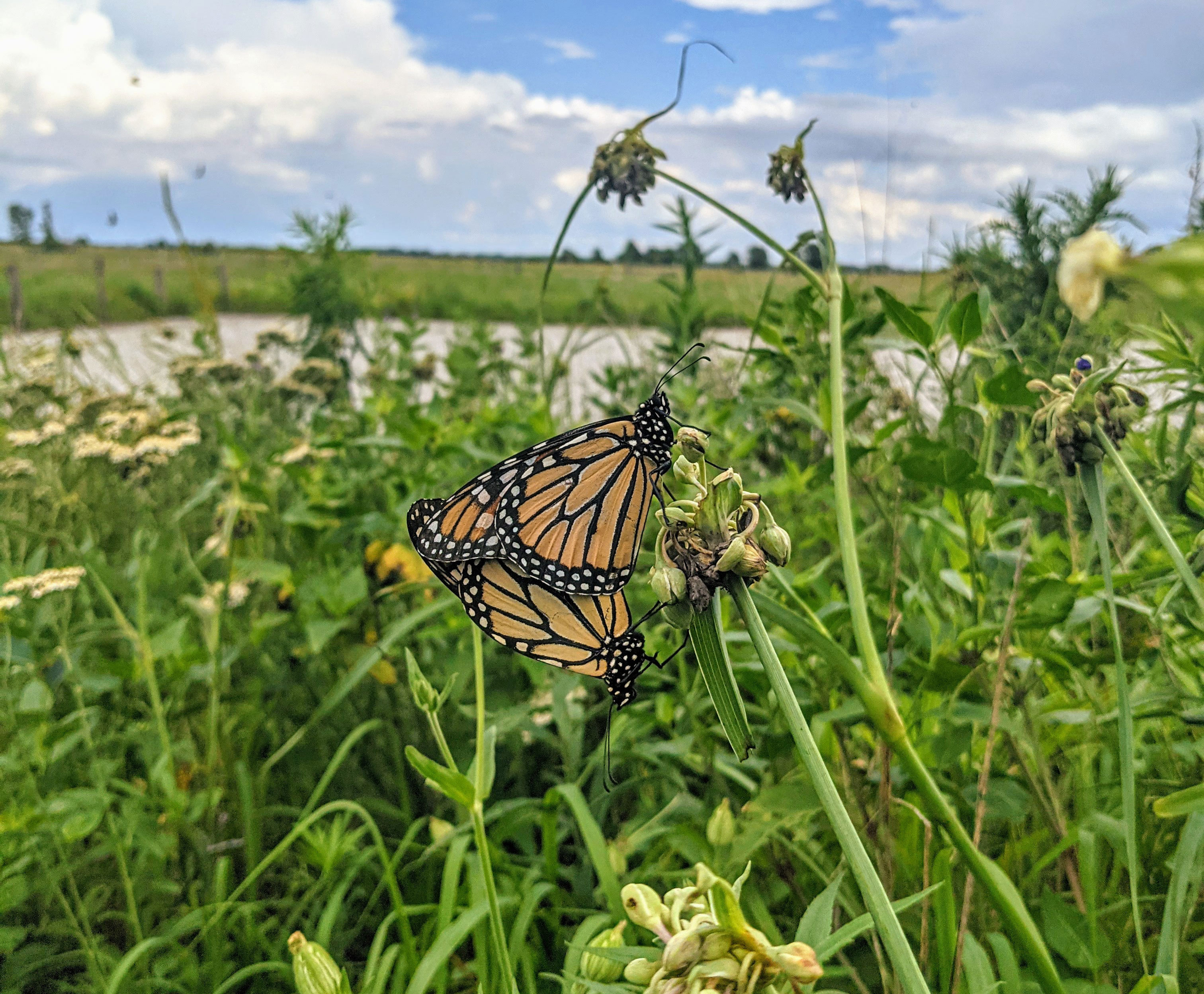 A butterfly visits a wilflower near a wetland.