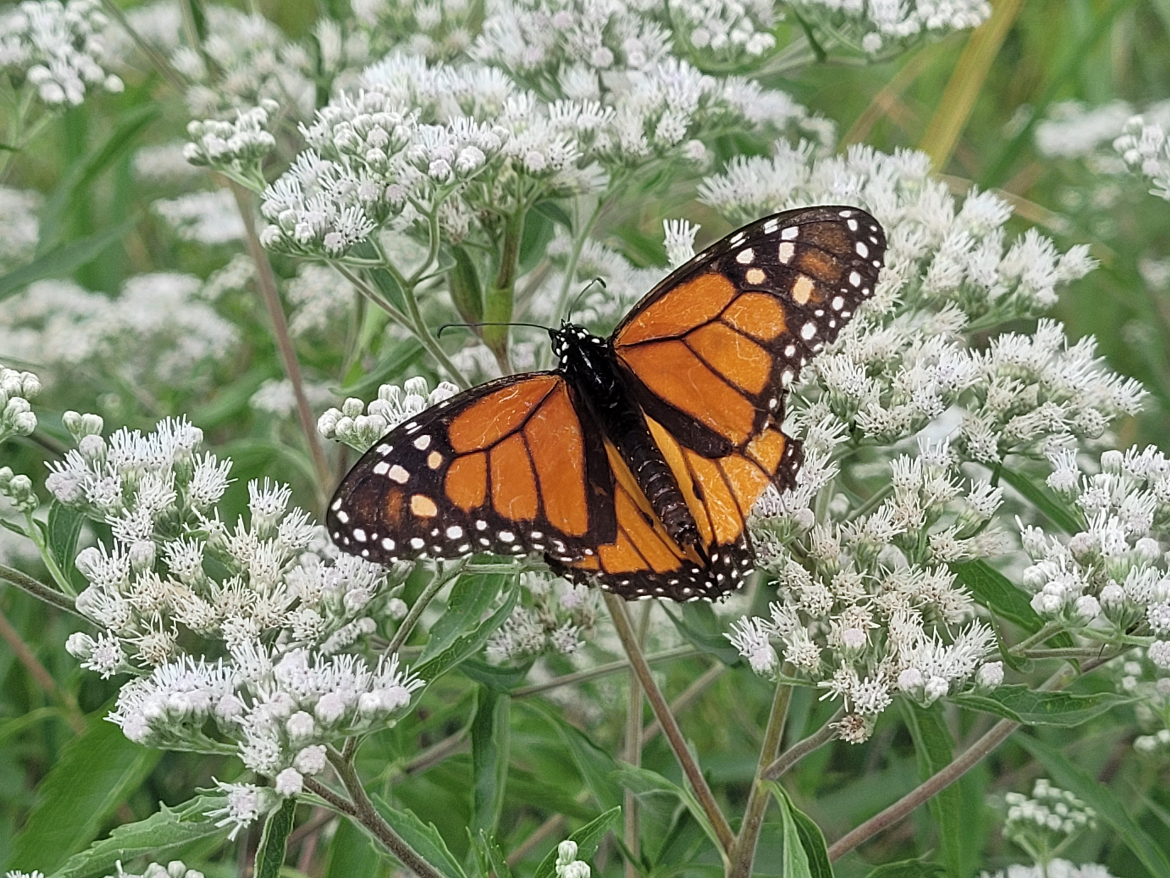A monarch butterfly on small white flower clusters.