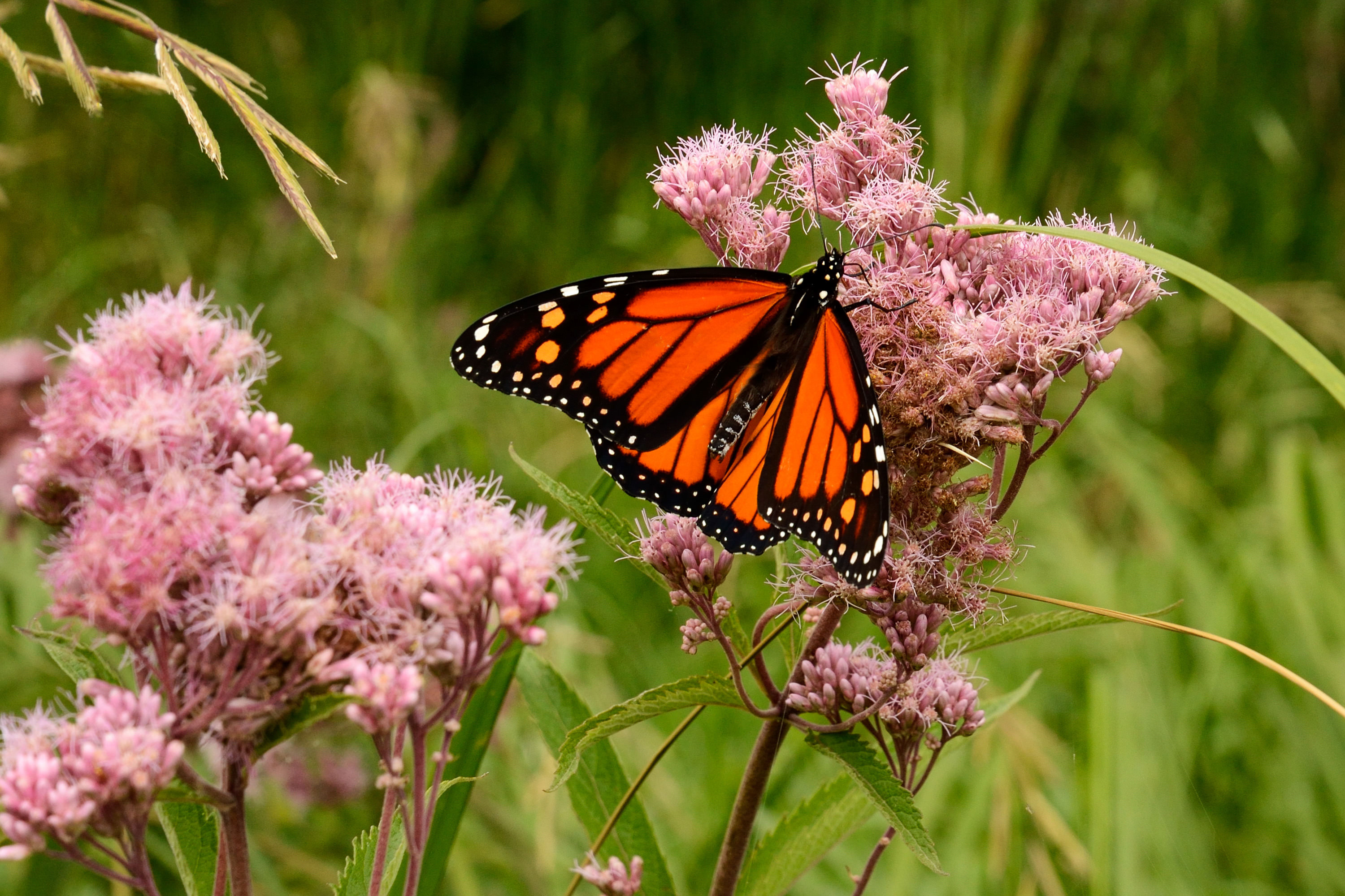 A monarch butterfly on spotted Joe Pye weed flowers.
