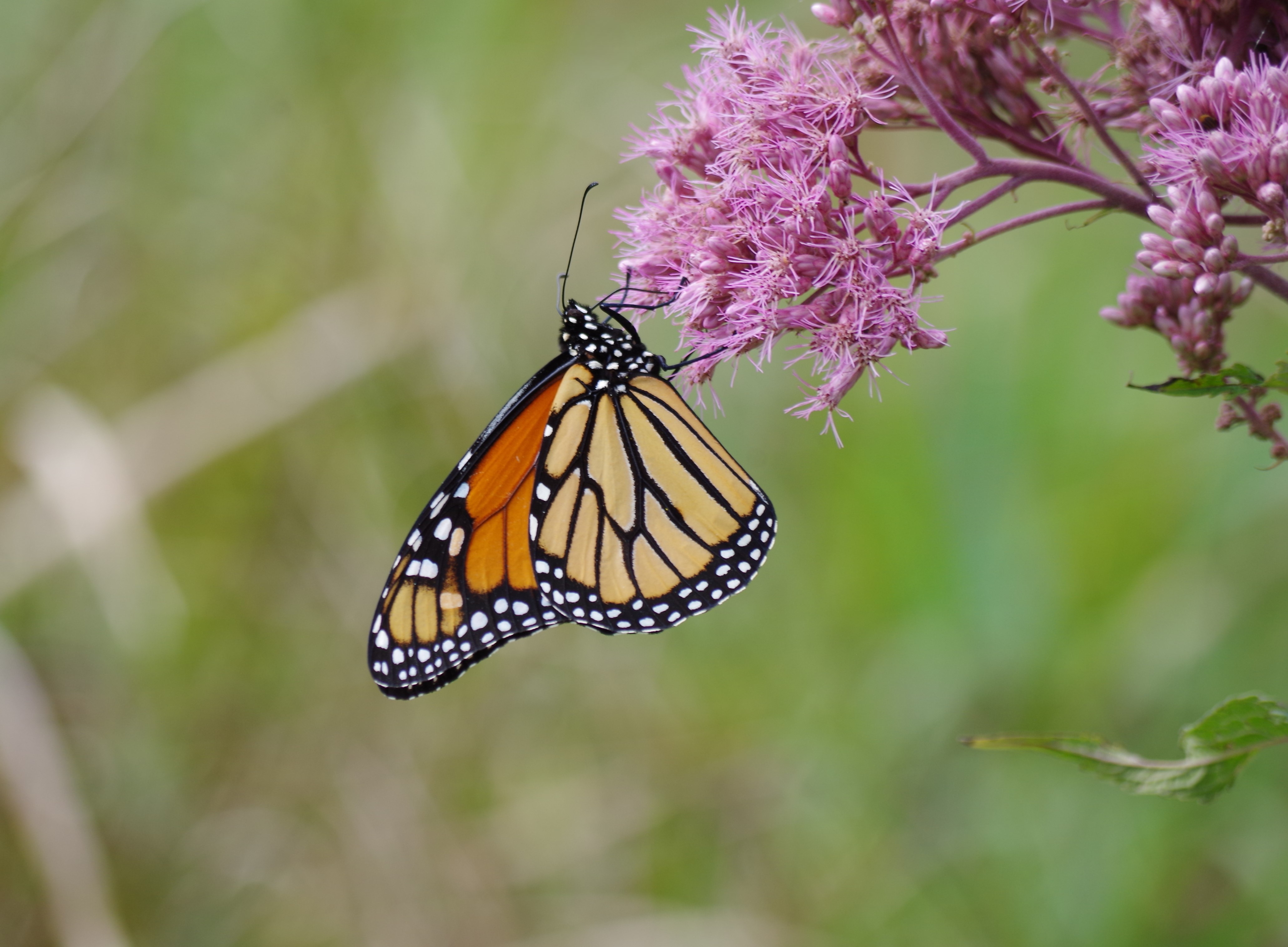 A butterfly rests and feeds on a purple flower.