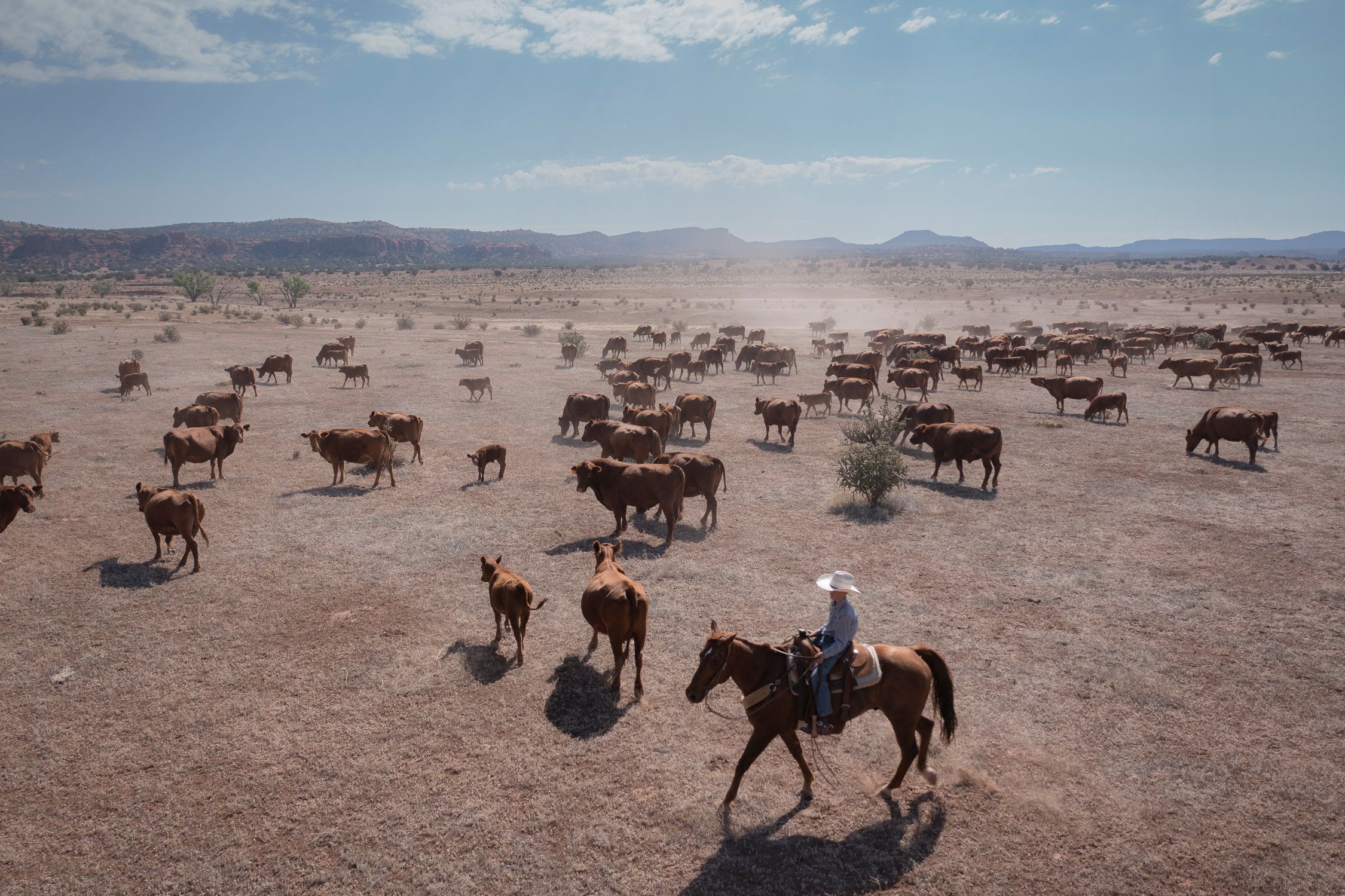Scattered cattle with a rancher actively corralling in a dry dusty land.