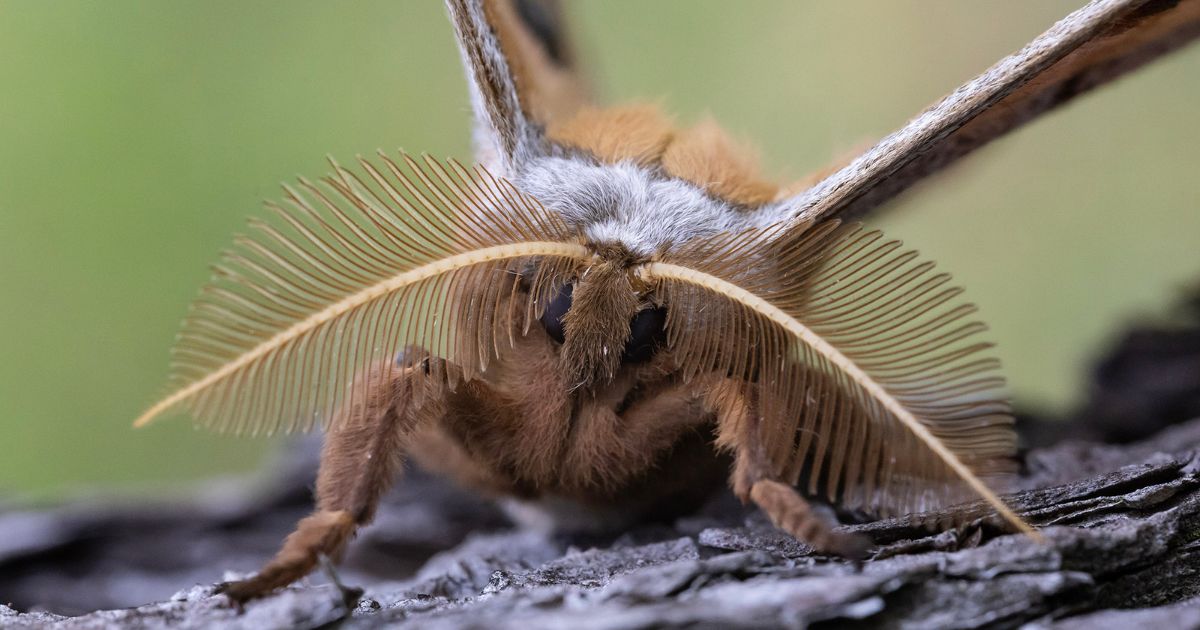 Close-up of a male Polyphemus moth showing its fuzzy brown body, large feather like antenna and dark eyes. 
