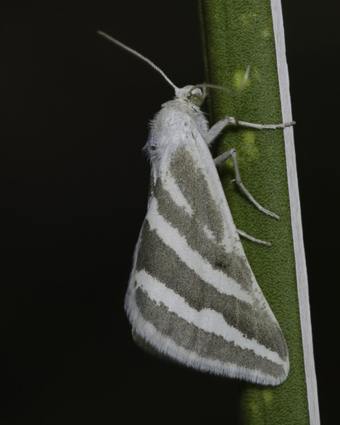A close-up of a gray moth with white stripes on its wings resting on a green stem.