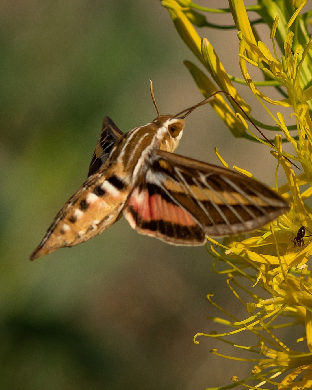 A close-up photograph features a moth, with a fuzzy body and proboscis, as it collects nectar from a plant. 
