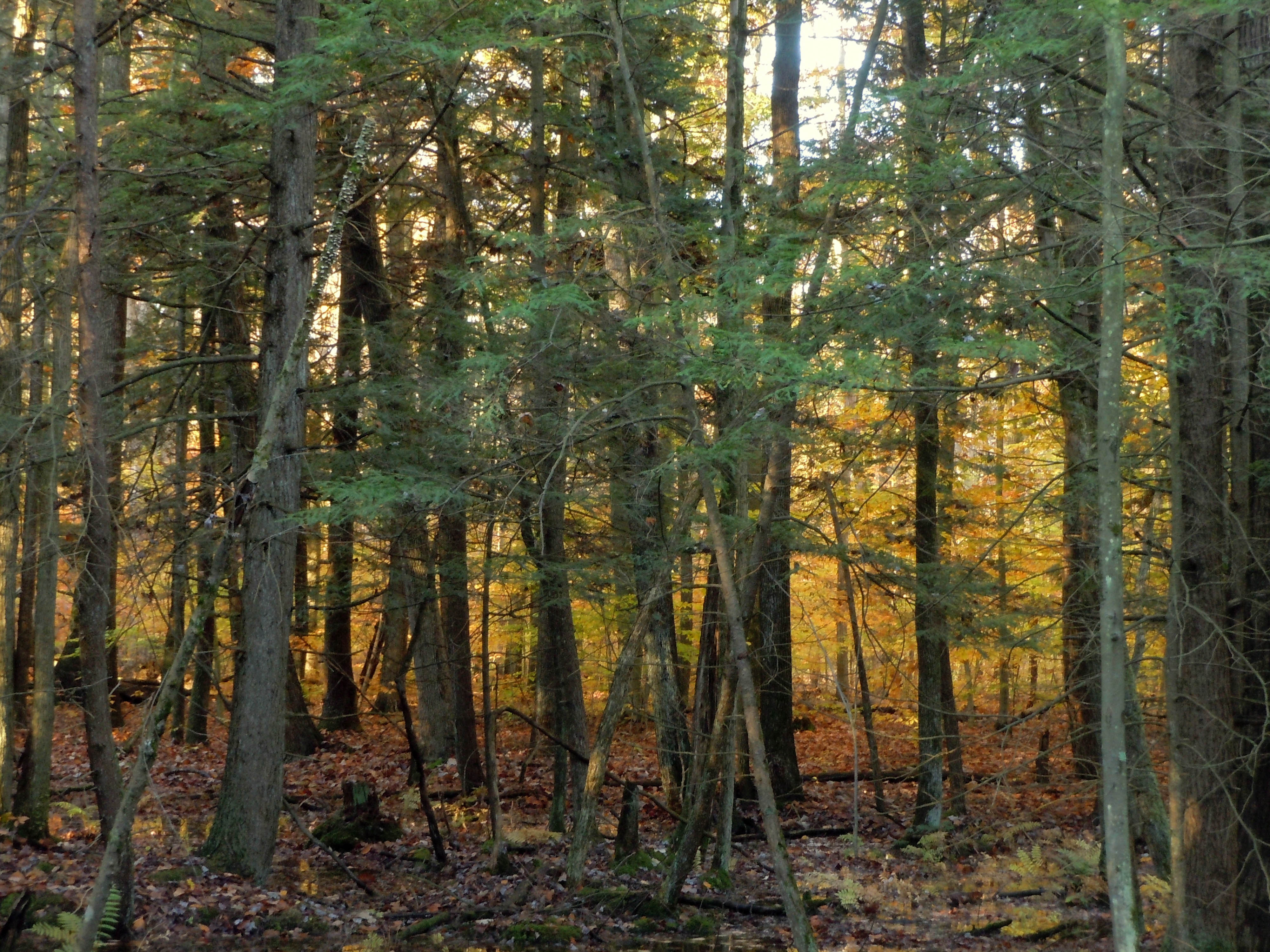 Hemlock-birch forest at Morgan Swamp Preserve.