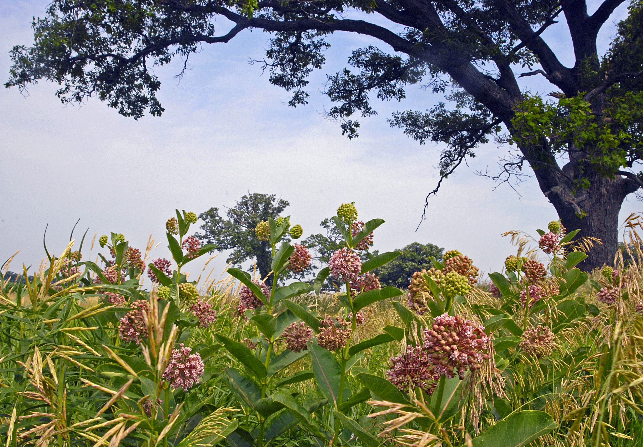 Closeup of milkweed growing on the Franklin Farm.