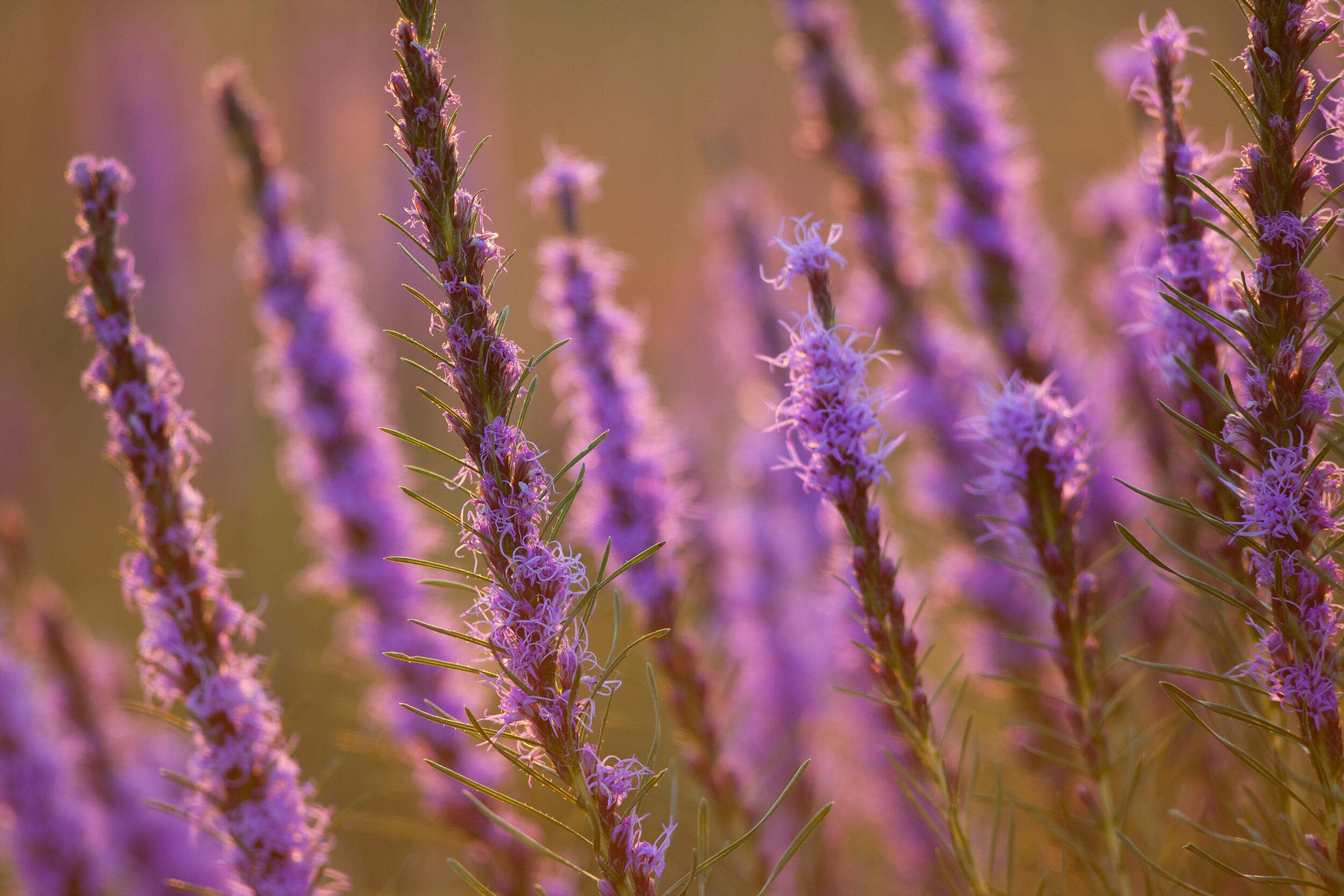 Blazing stars blooming in the prairie.