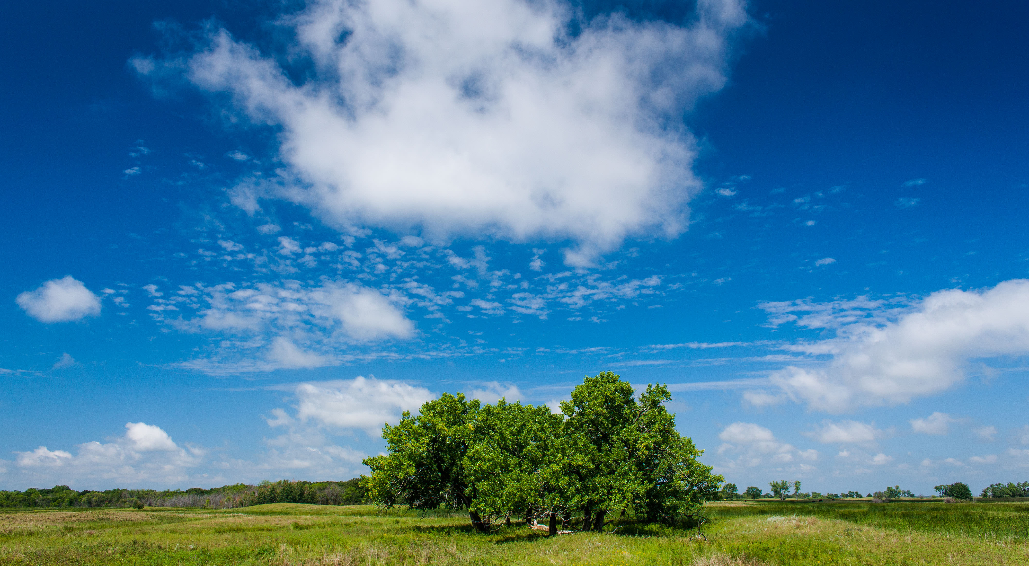 A tree stands in a prairie.