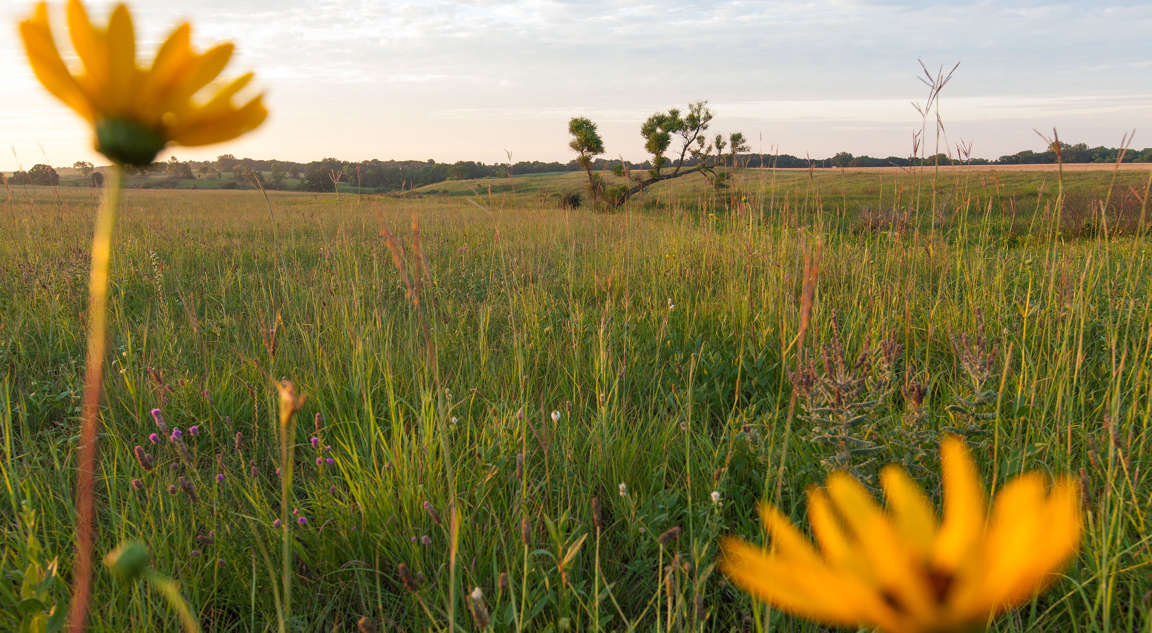 Prairie vista.
