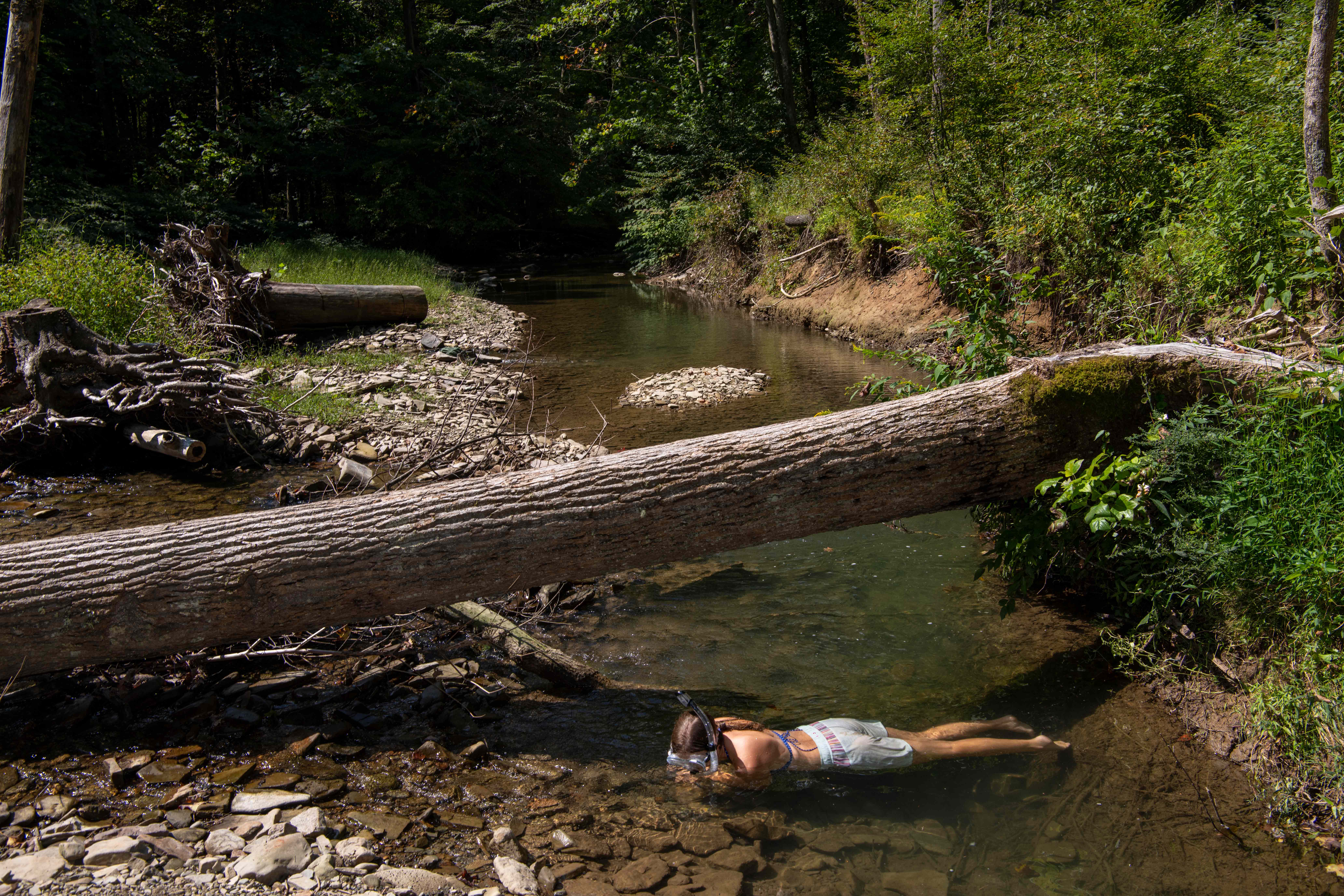 A woman snorkles in a shallow creek near a fallen tree.