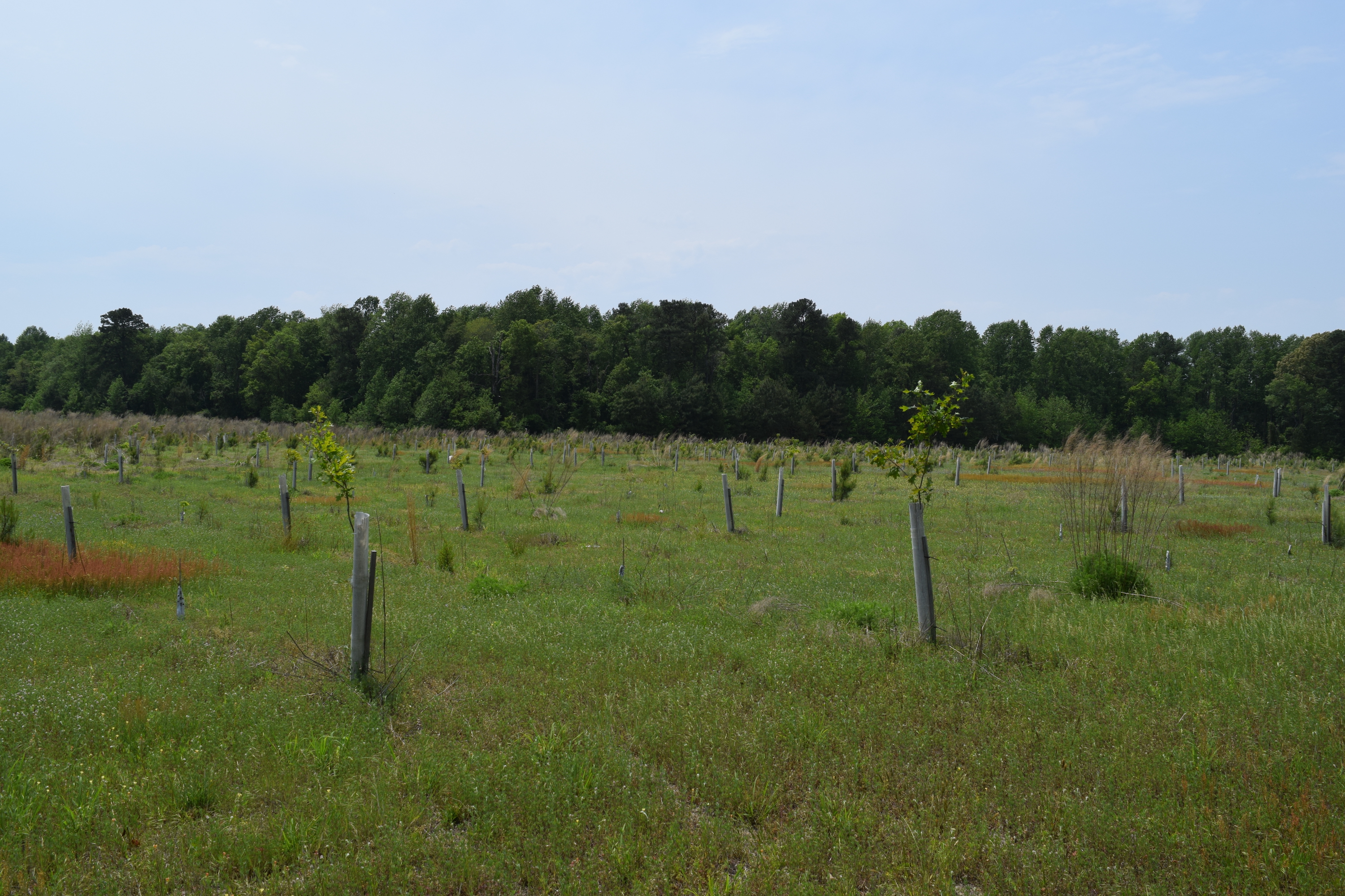 Several small trees poke out of plastic green tree tubes lined in rows in a field. 
