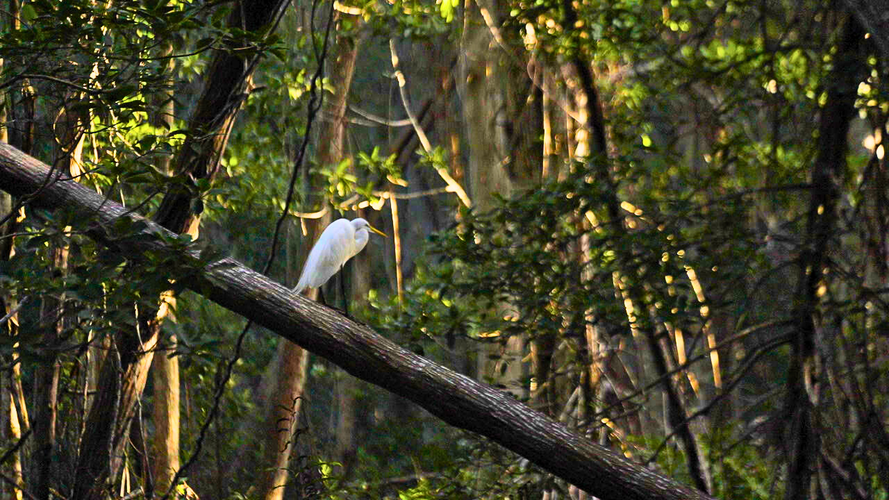 Heron on a tree in the Maya Forest.
