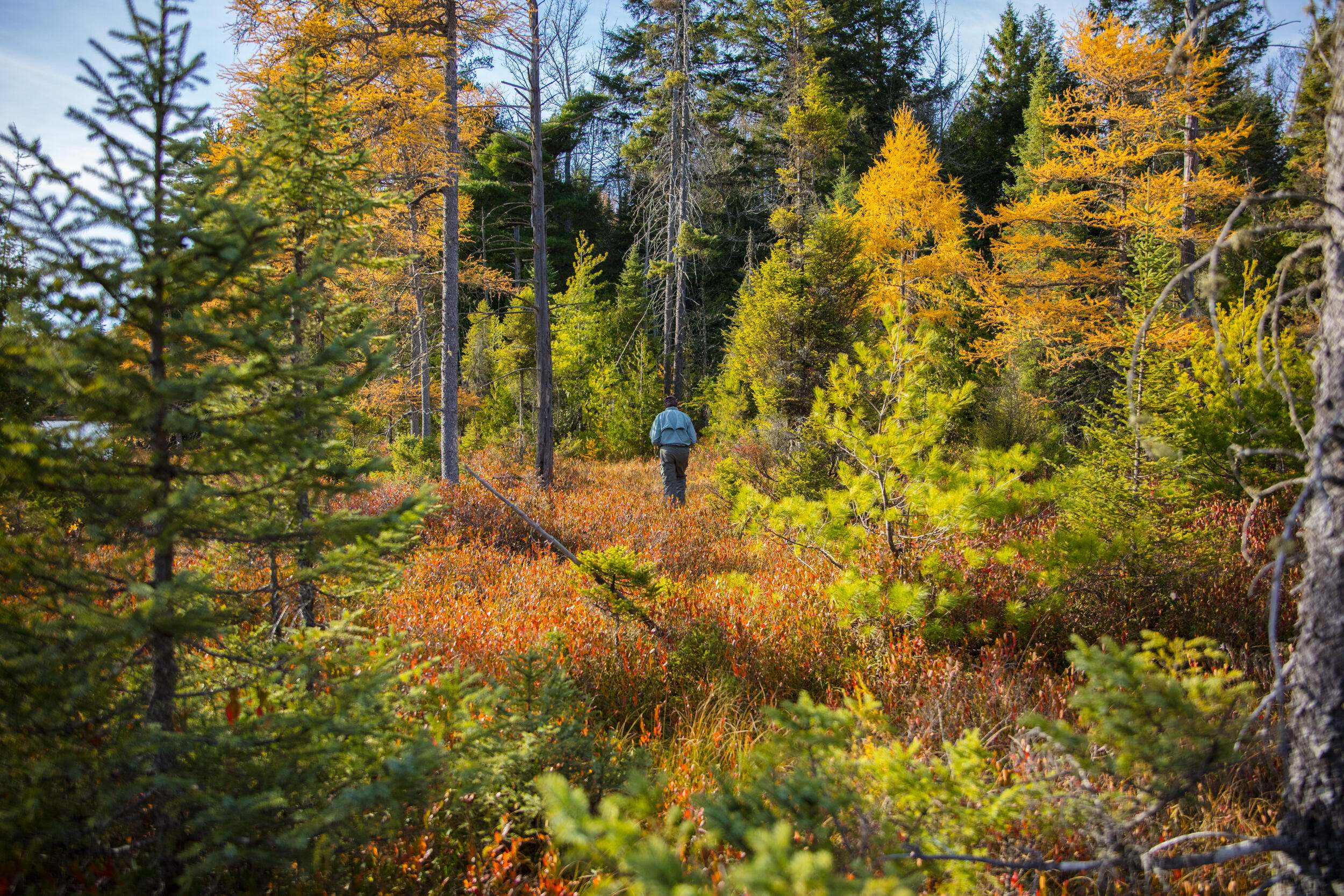 a colorful forest in michigan.