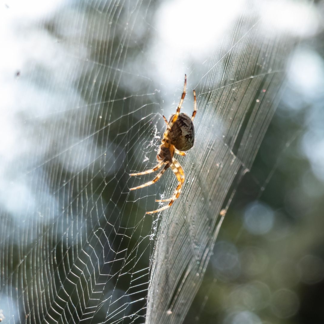 A cross orbweaver spider on a large spiral web backlit by the sun. 