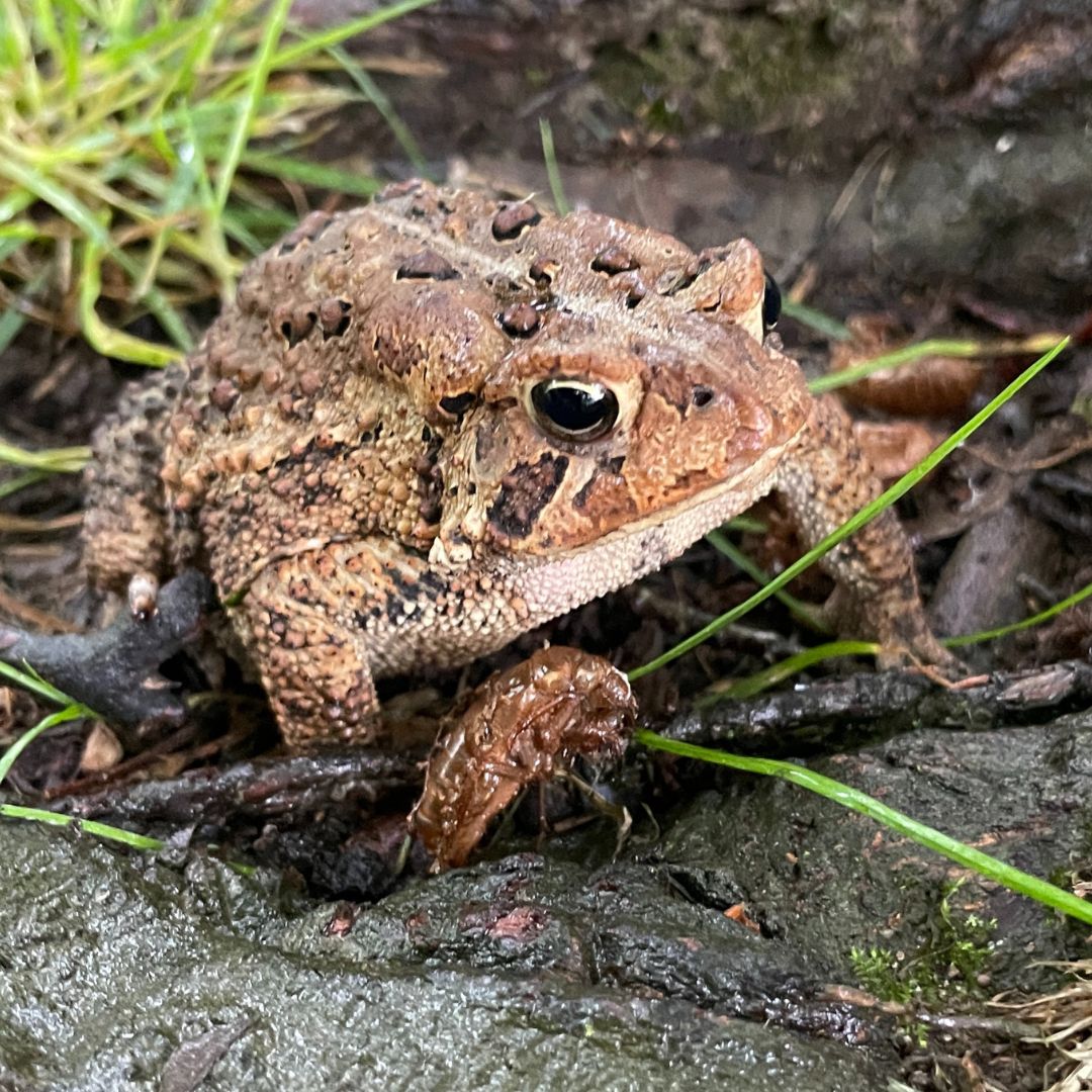 An American toad sitting in dirt with a cicada shell on its right foot. 