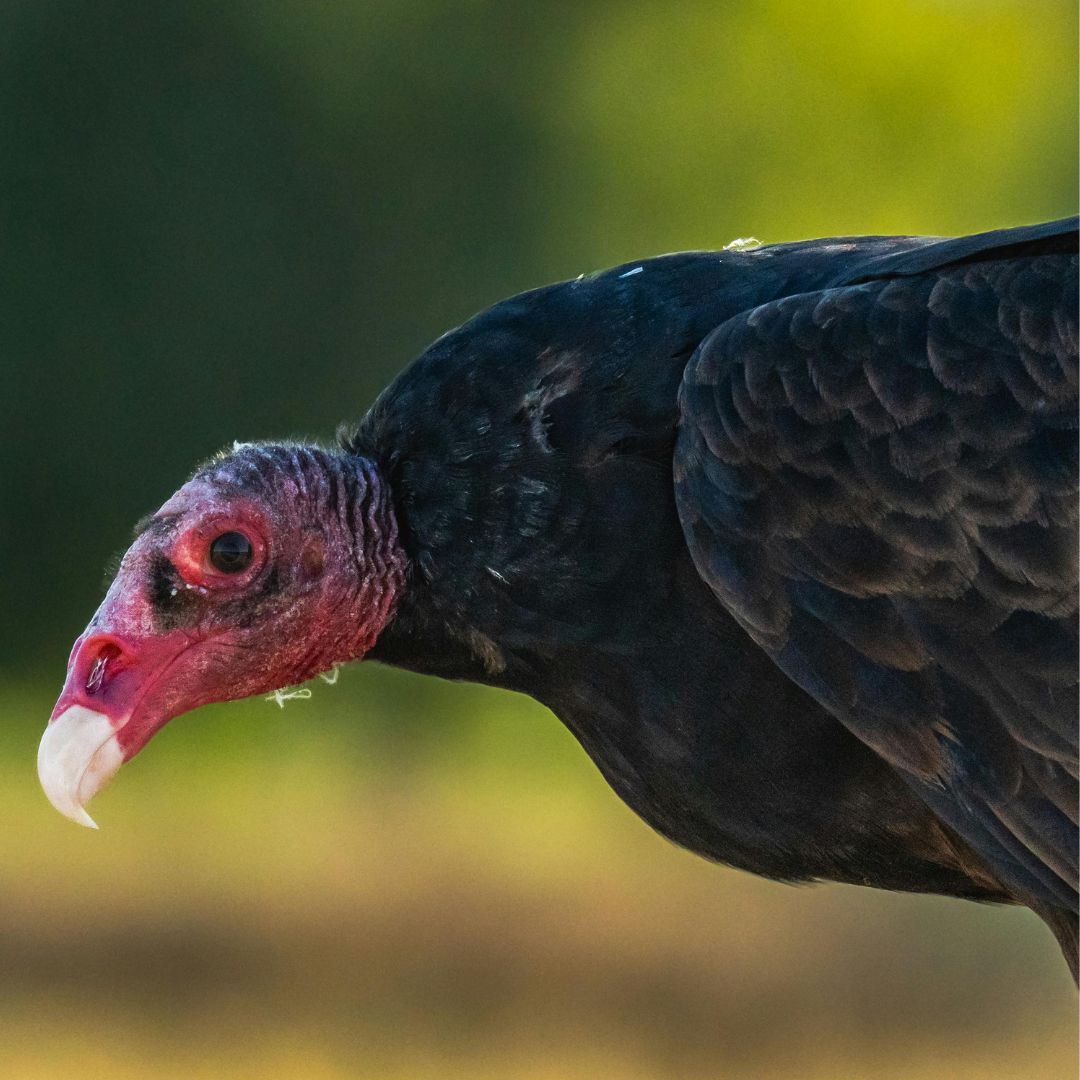 A turkey vulture in profile, facing to the left. 