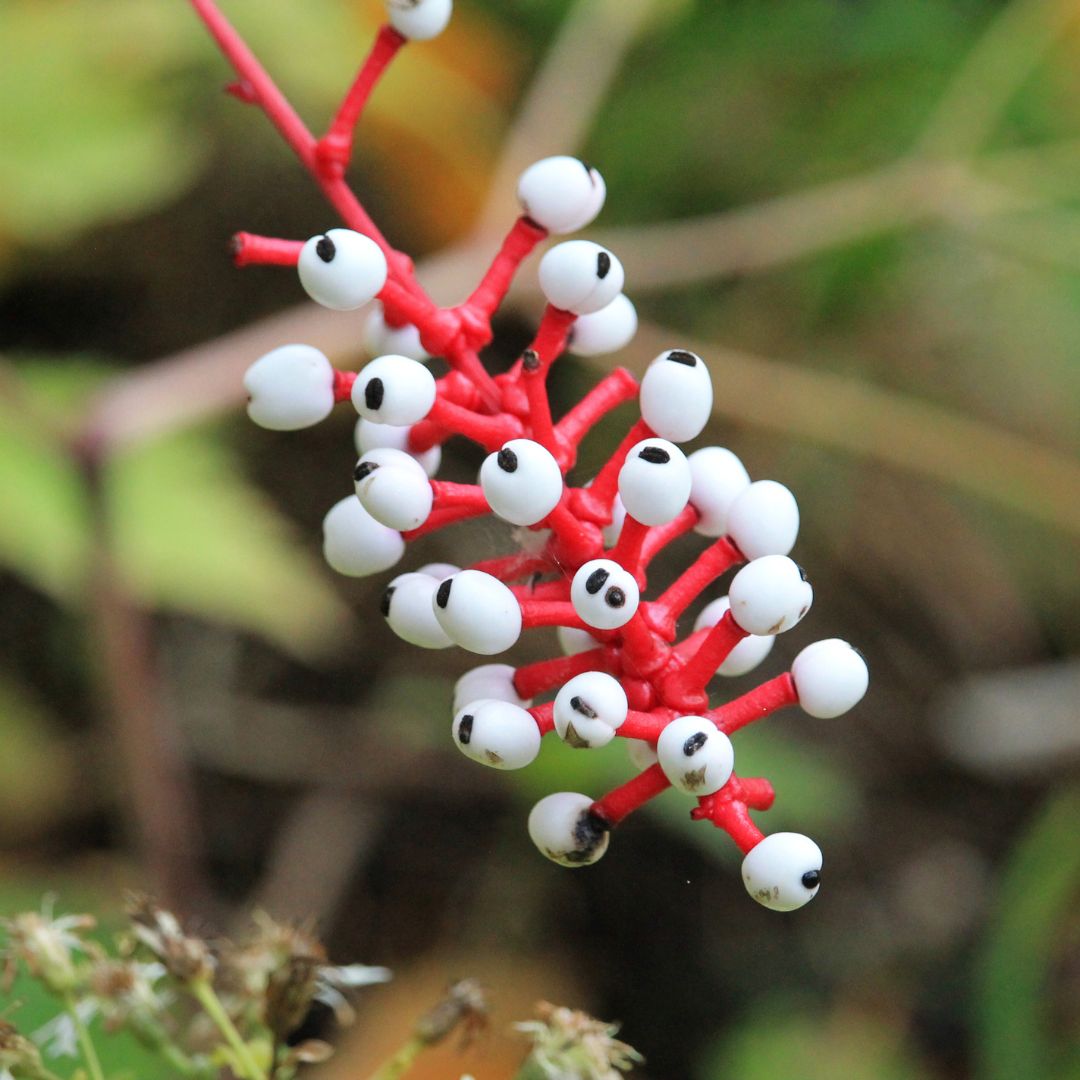 White baneberry in a forest during fall.