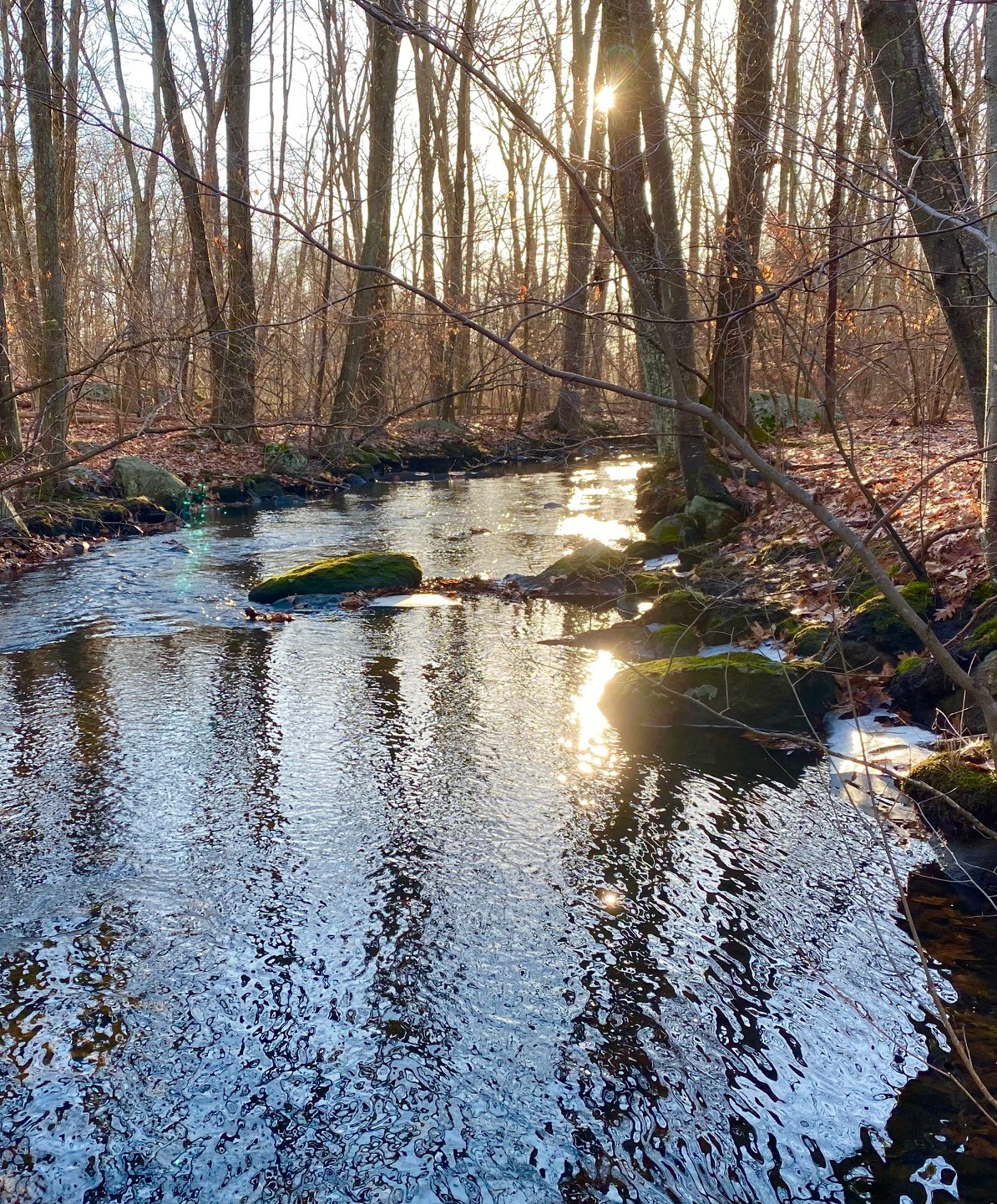 Sunlight sparkles on a small river passing through oak woods in winter.