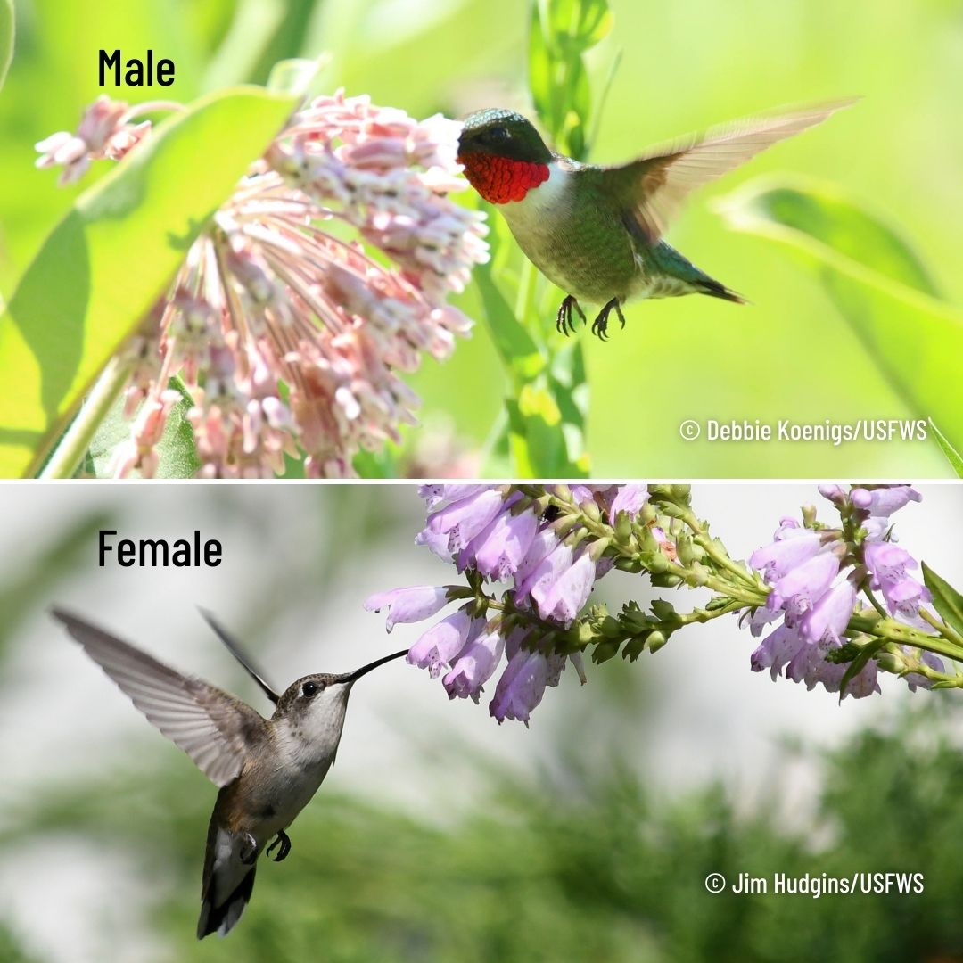A grid of two photos features a male ruby-throated hummingbird on the top and a female ruby-throated hummingbird on the bottom. 