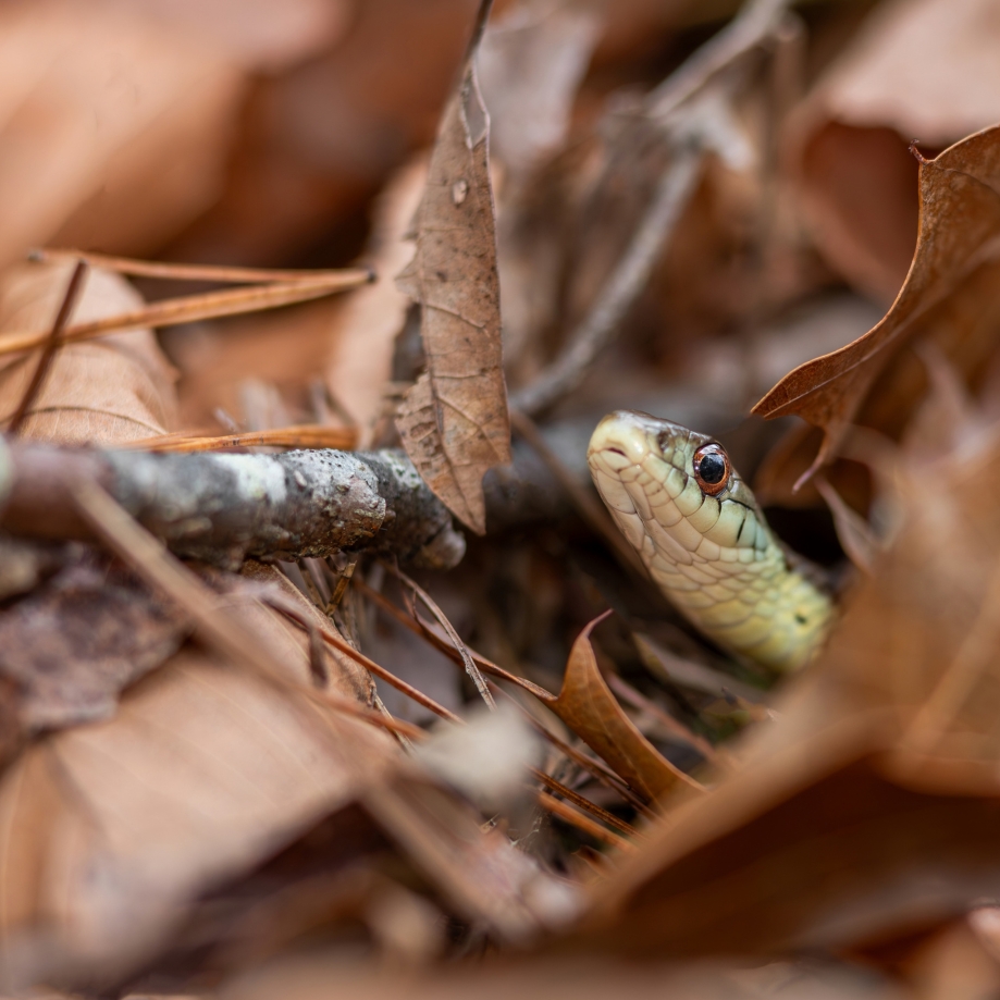 A garter snake rests partially concealed beneath a blanket of fallen oak leaves and pine needles. Only the snake's head and upper neck are visible, showing pale green and cream-colored scales outlined in dark markings and a prominent reddish-brown eye. A small lichen-speckled twig lies in front of the snake, while the warmly colored leaf litter fills the background in soft focus, emphasizing the snake's camouflage within its woodland habitat.