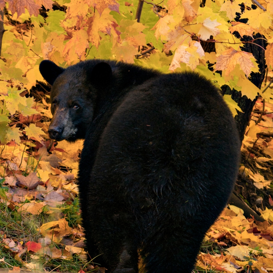 A black bear with a dense, glossy coat walks through a woodland filled with colorful autumn foliage. The bear occupies most of the frame, viewed from behind as it looks back toward the camera. Surrounding the animal are layers of fallen maple-like leaves and low vegetation, while a backdrop of golden-yellow leaves fills the upper portion of the image. The rich contrast between the dark bear and the warm fall colors creates a striking seasonal wildlife scene.