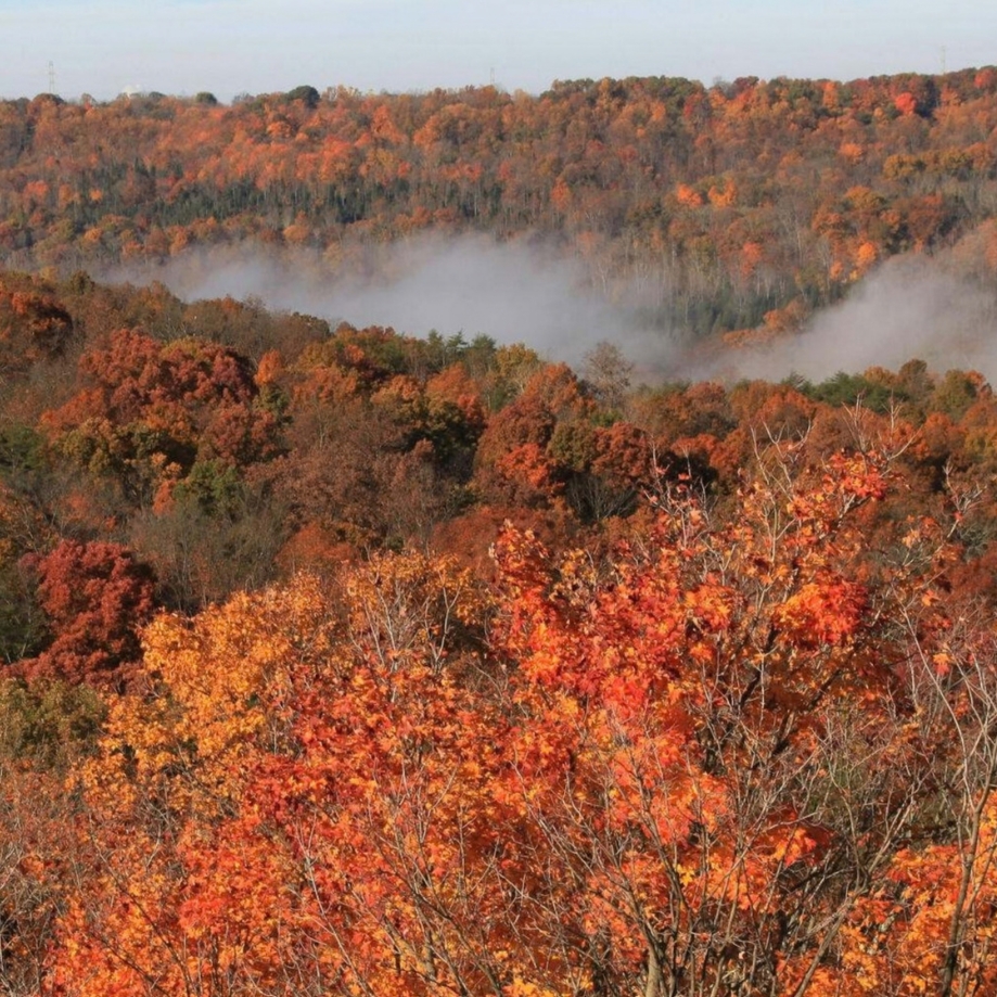 A scenic overlook captures an expansive deciduous forest in autumn. The nearest trees glow with fiery orange and red leaves, while successive ridges fade into the background in layers of gold, rust, and brown. Low-lying fog settles between the hills, forming a soft white blanket across the valley. The combination of vibrant foliage, mist-filled hollows, and gently rolling terrain creates a classic Midwestern fall landscape.