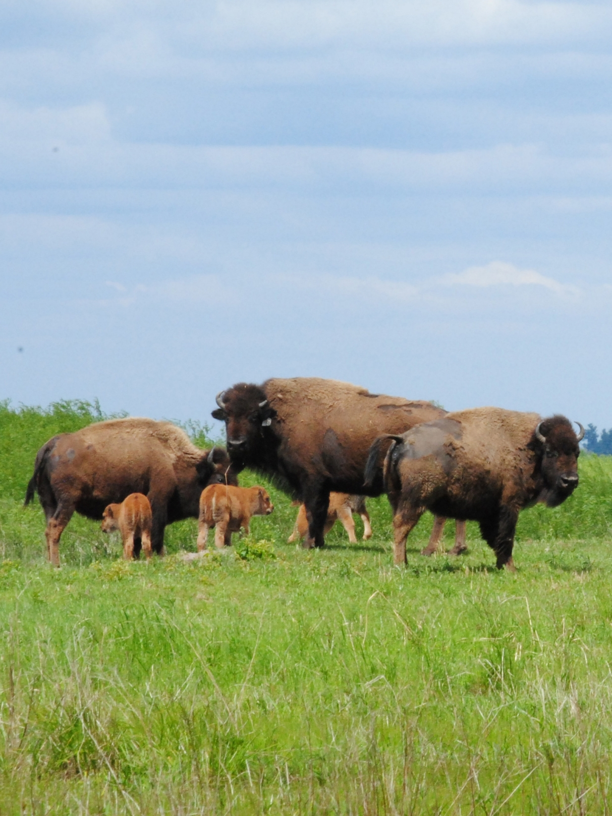 Three adult bison with calves standing on a grassy prairie under a cloudy blue sky. 