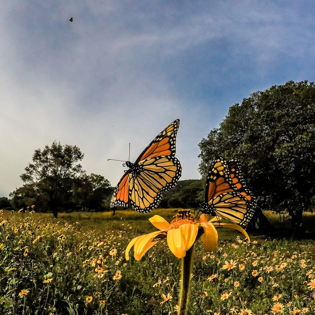 Two monarch butterflies on a tall yellow flower. The one on the right is taking off, while the one on the left is perched on the flower. The flower and butterflies are in a field of yellow followers with trees in the background. A small silhouette of a flying monarch butterfly is visible at the top of the photo in the sky. 