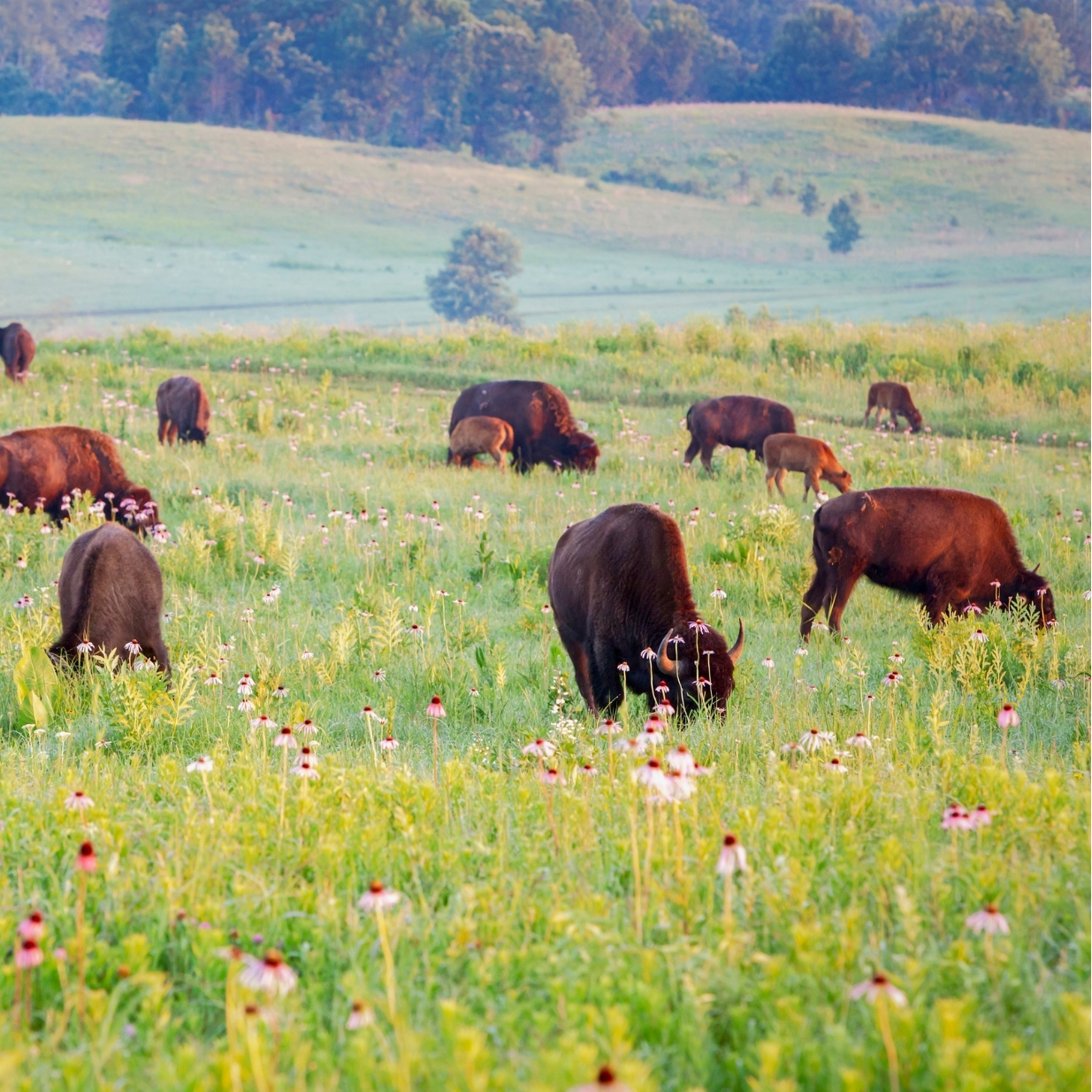 A small group of adult bison and their calves grazing among blooming prairie plants with gentle hills and trees lining the horizon. 
