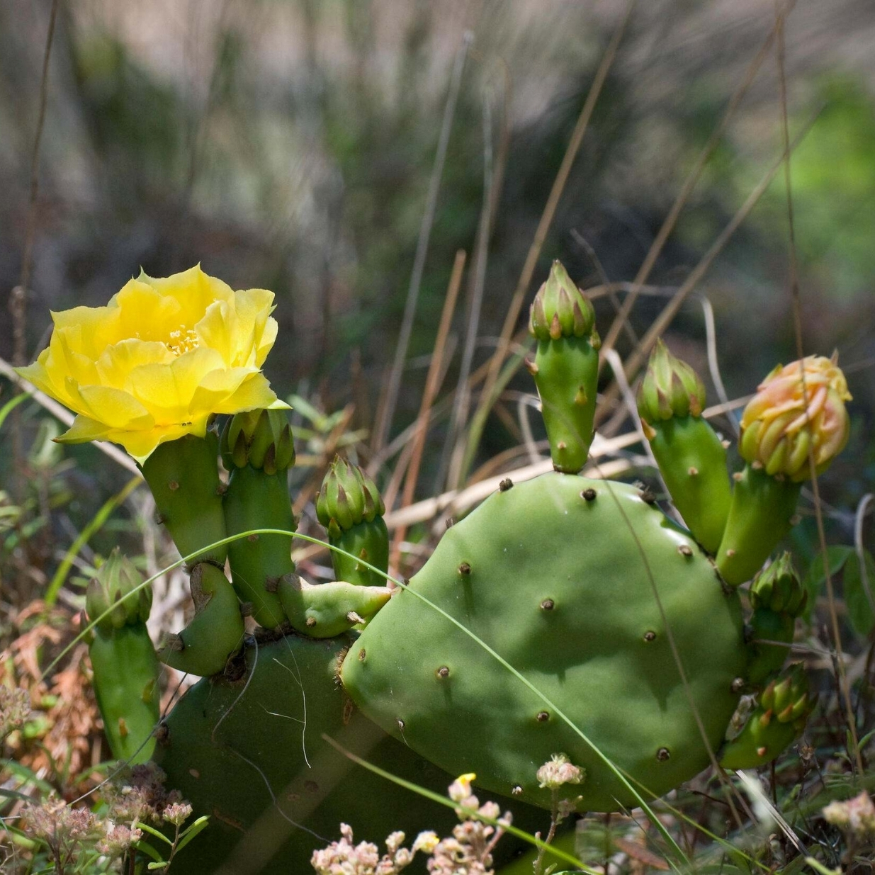 A pale yellow flower blooming on squat green cactus.