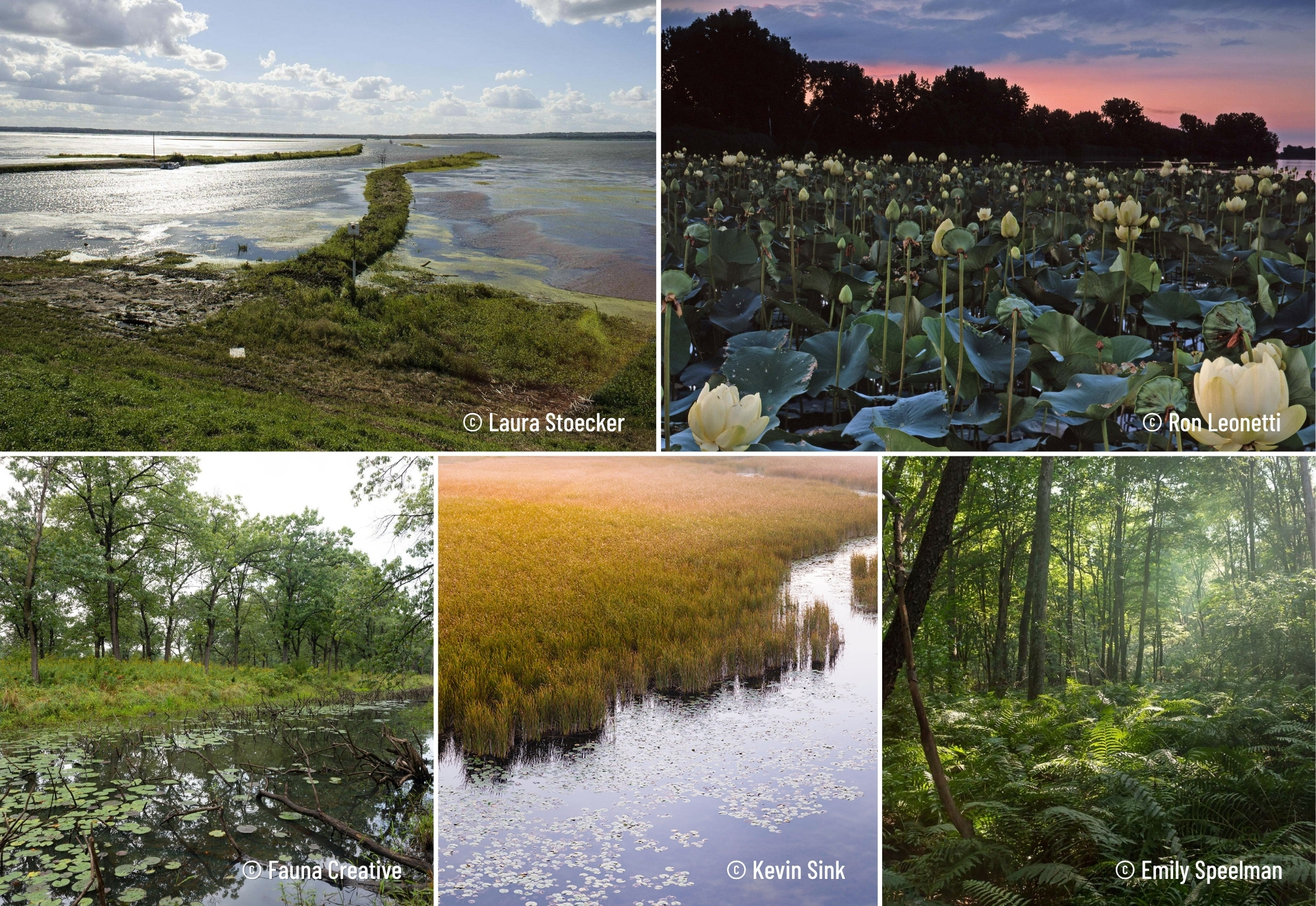 A collage of photos showing different wetlands.