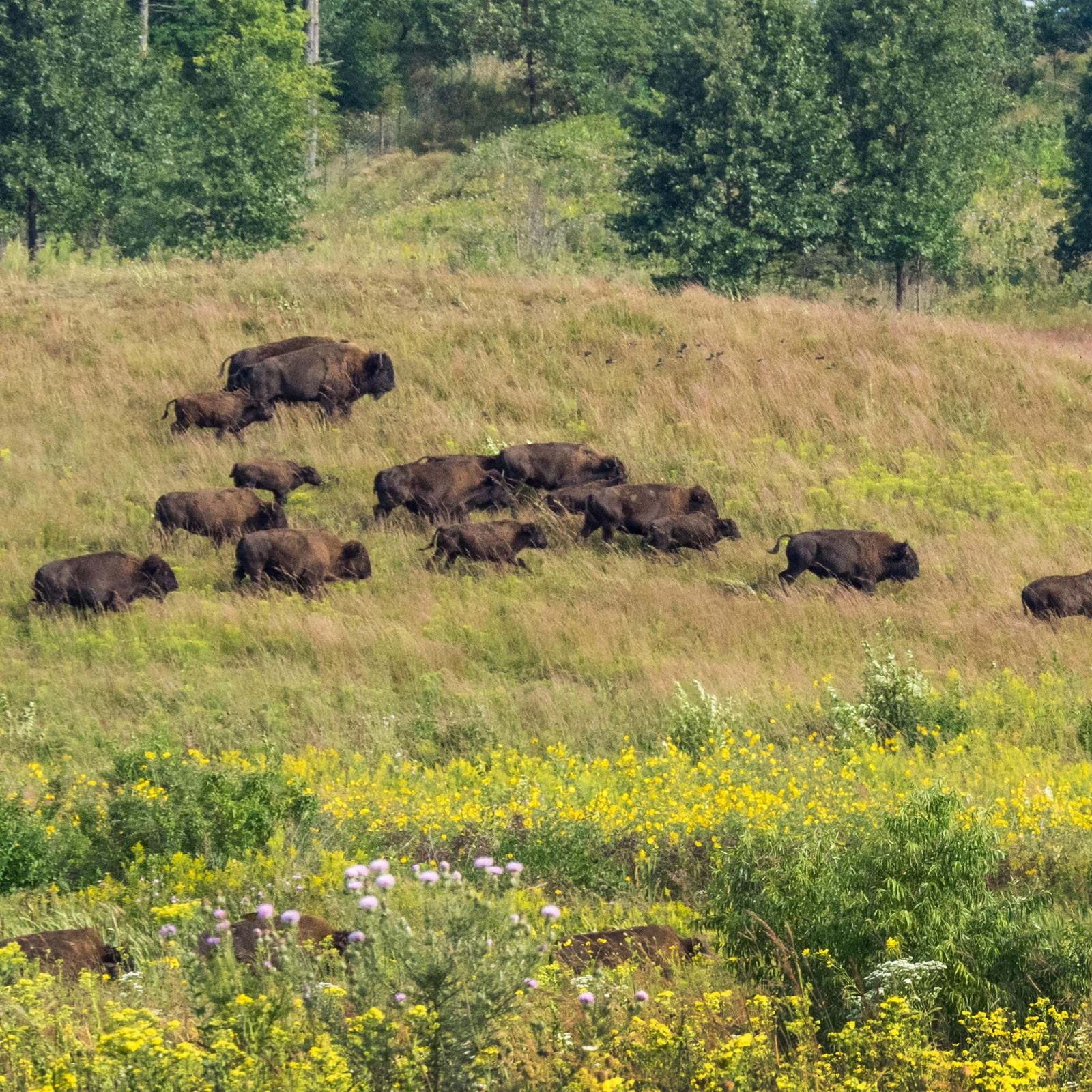 A bison herd runs on a grassy hill. 
