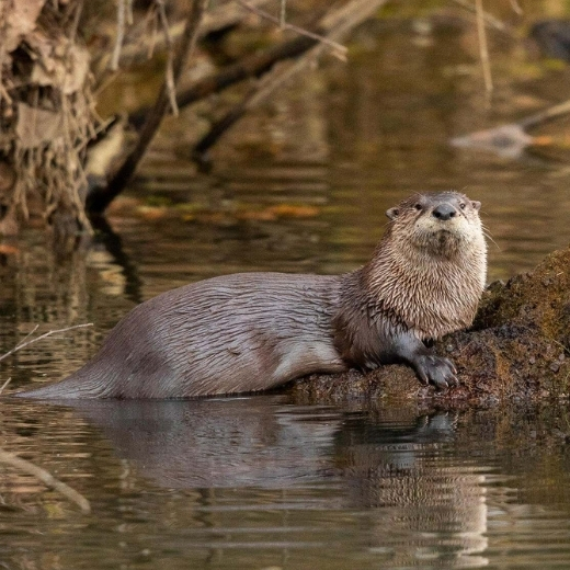 A river otter resting on a log in shallow water. 