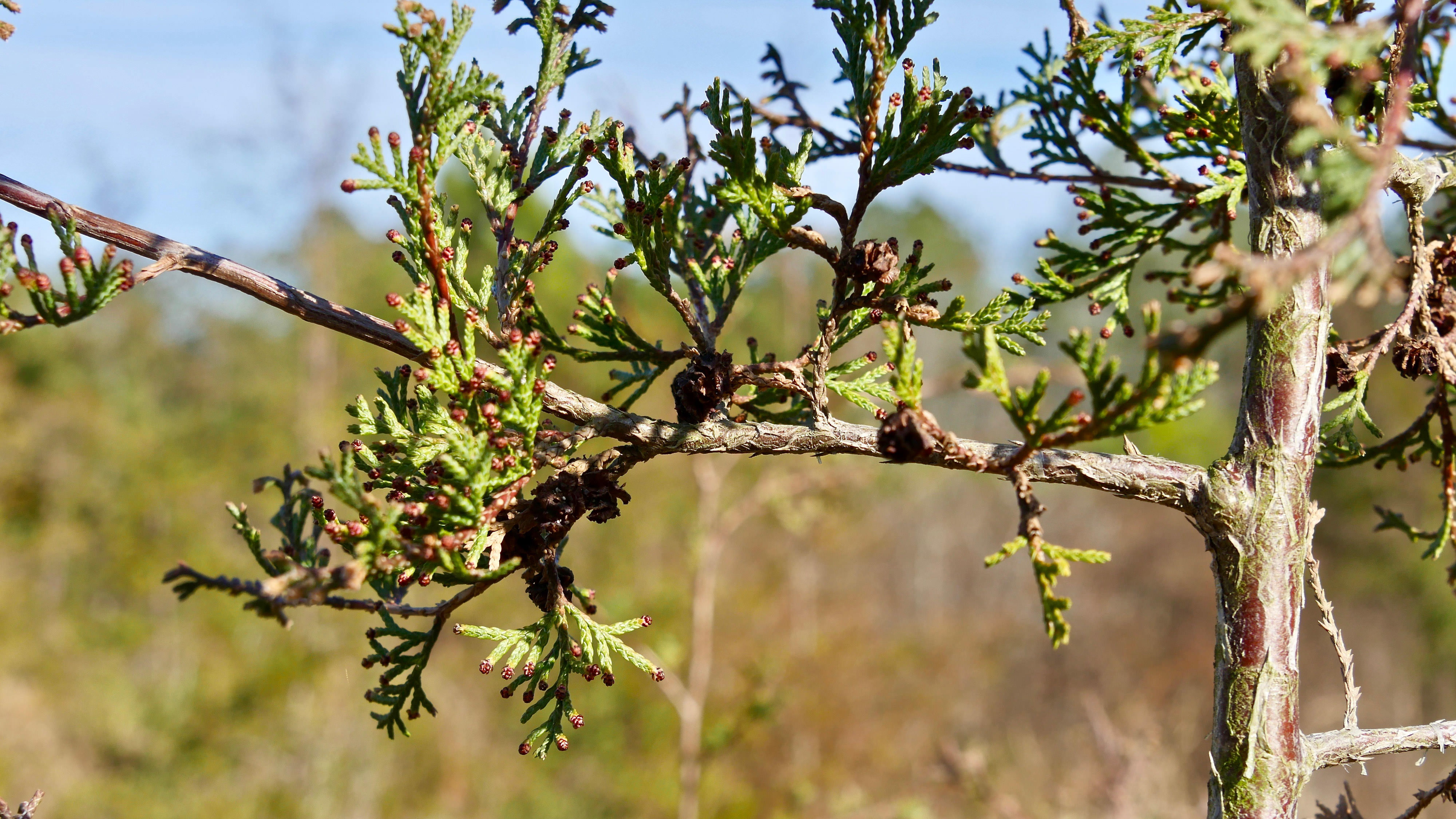 A closeup of an Atlantic white cedar branch.