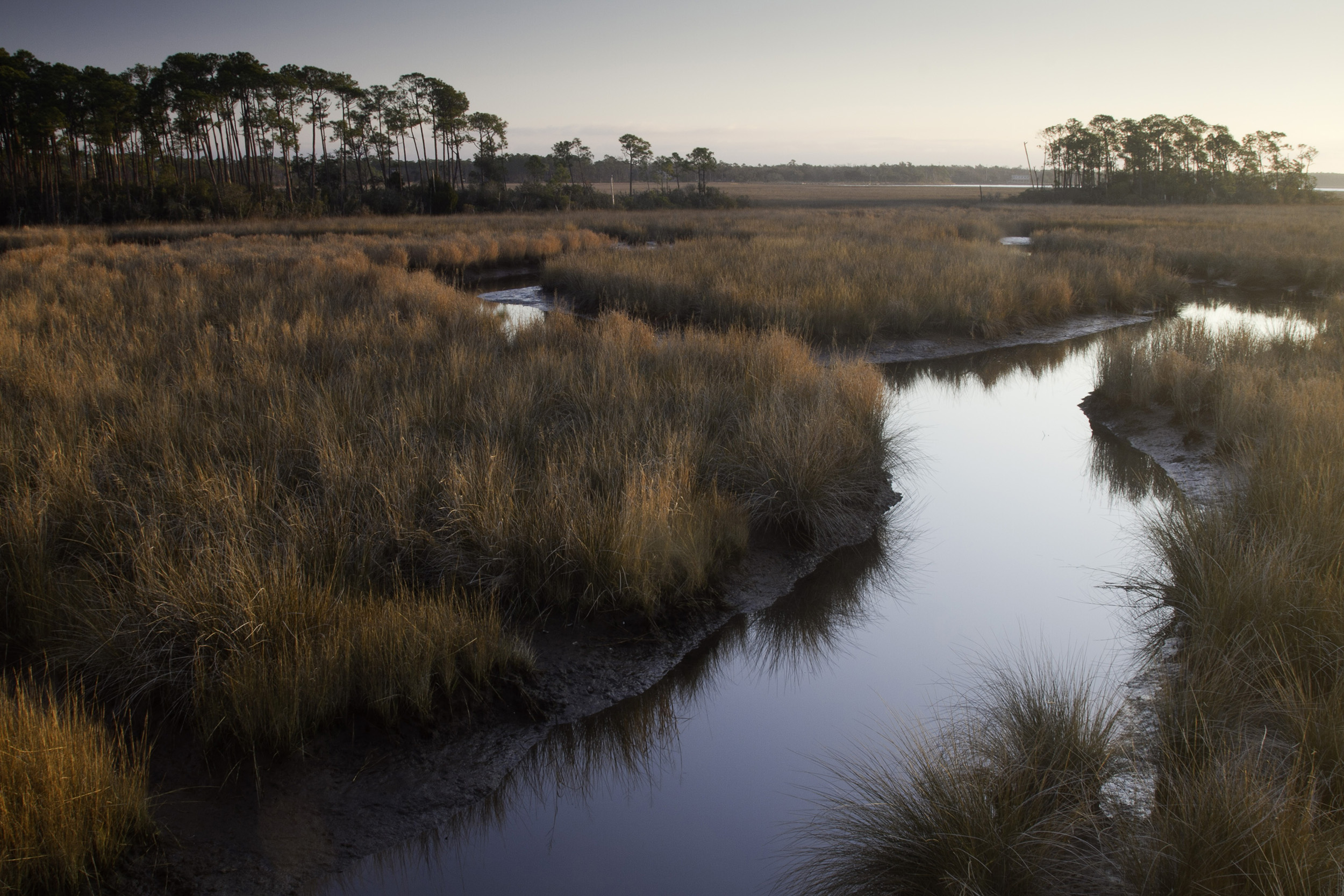 The muted light of dusk falls upon tall grasses surrounding a calm wetland. 
