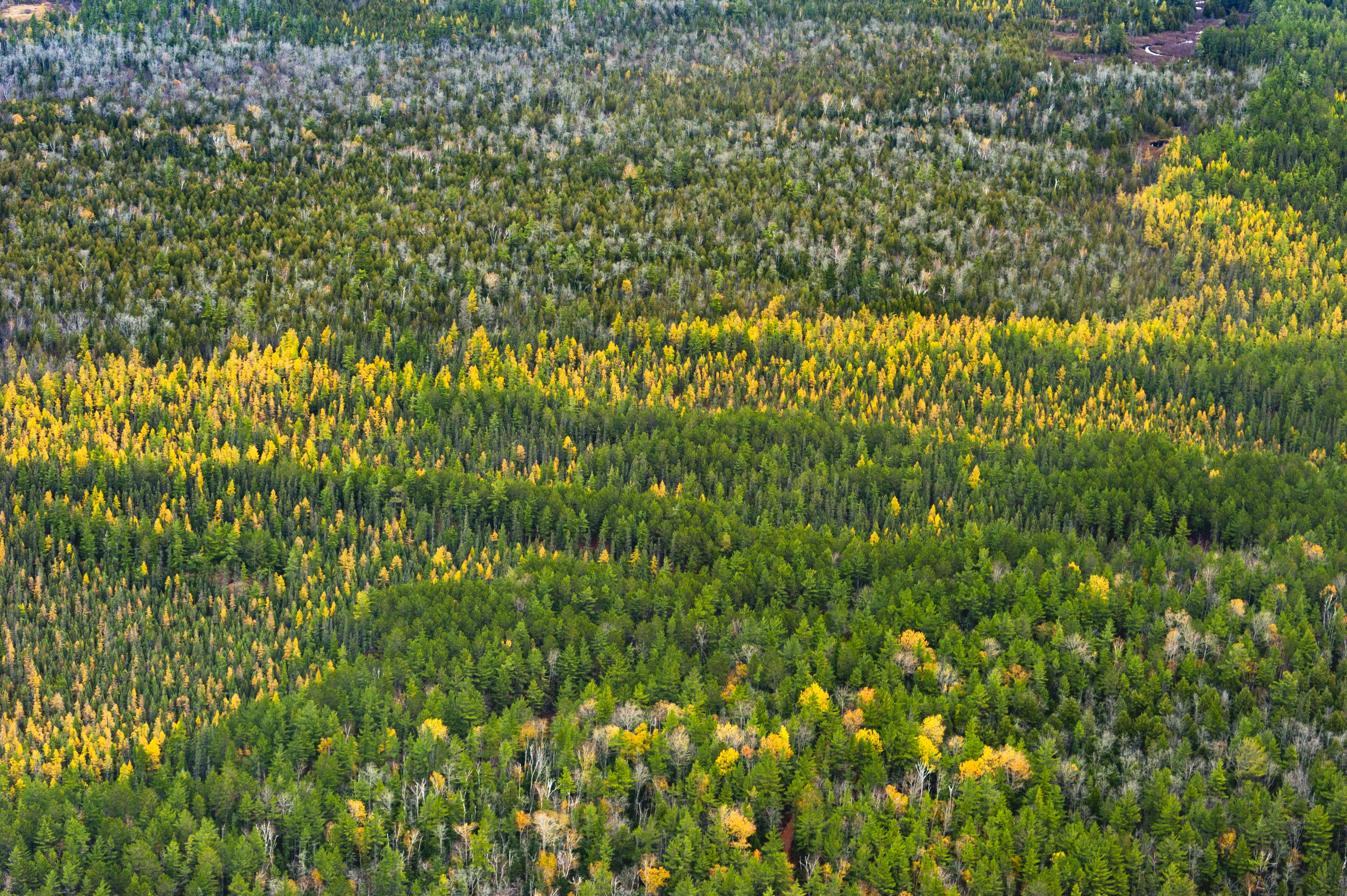 A forest of trees in Michigan in the autumn.