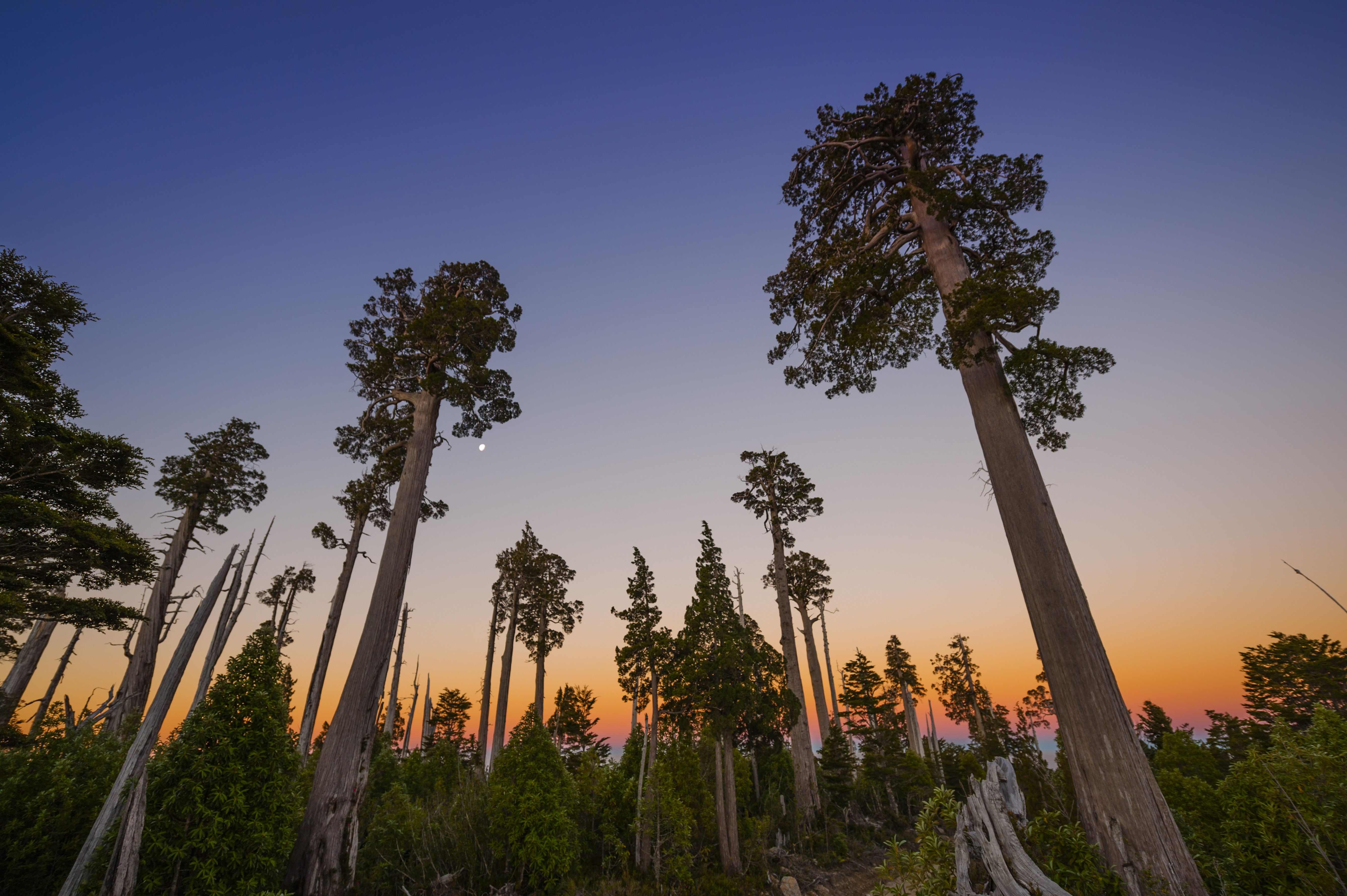Large, coniferous trees from below at sunset.
