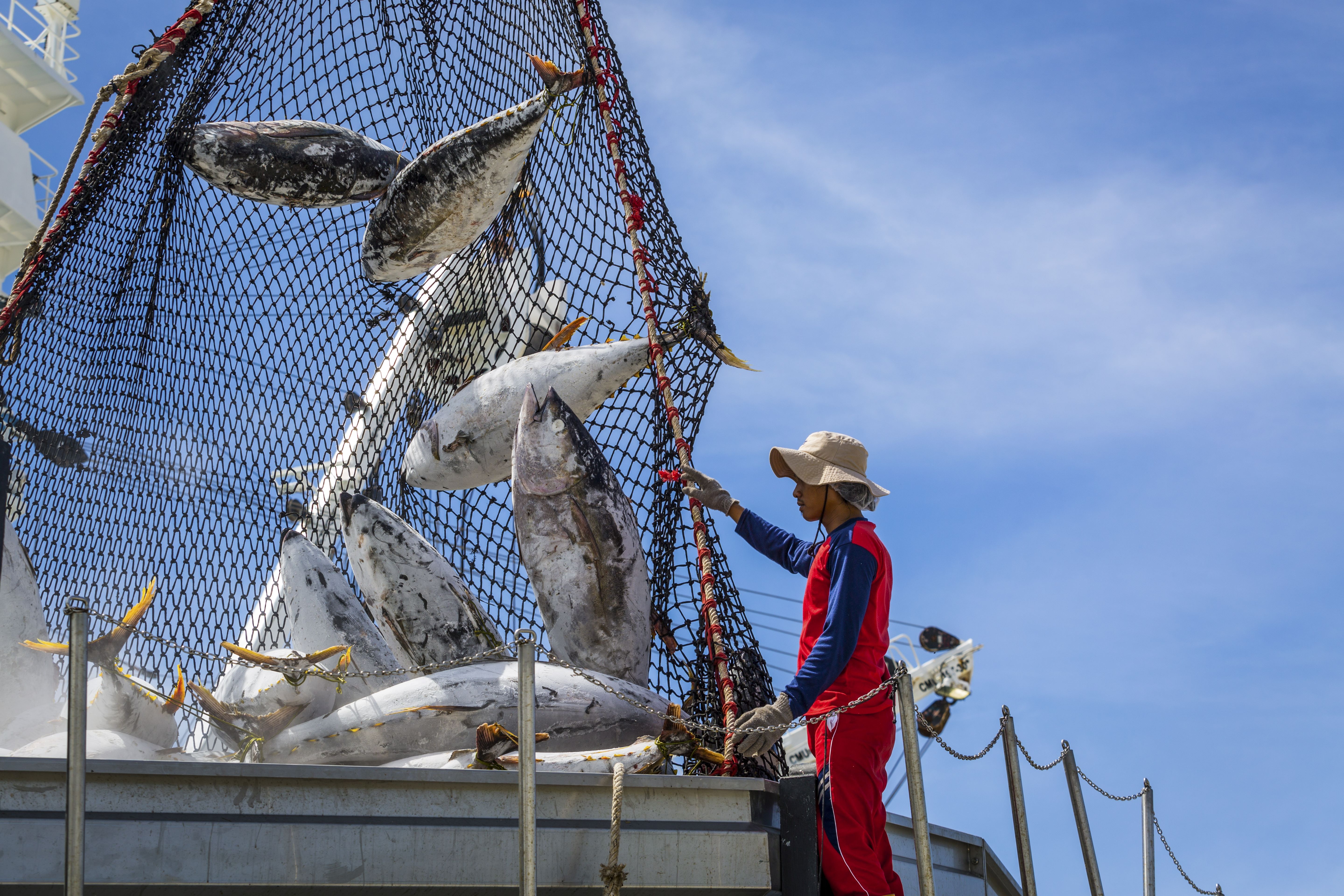 Large tuna fish coming out of a net