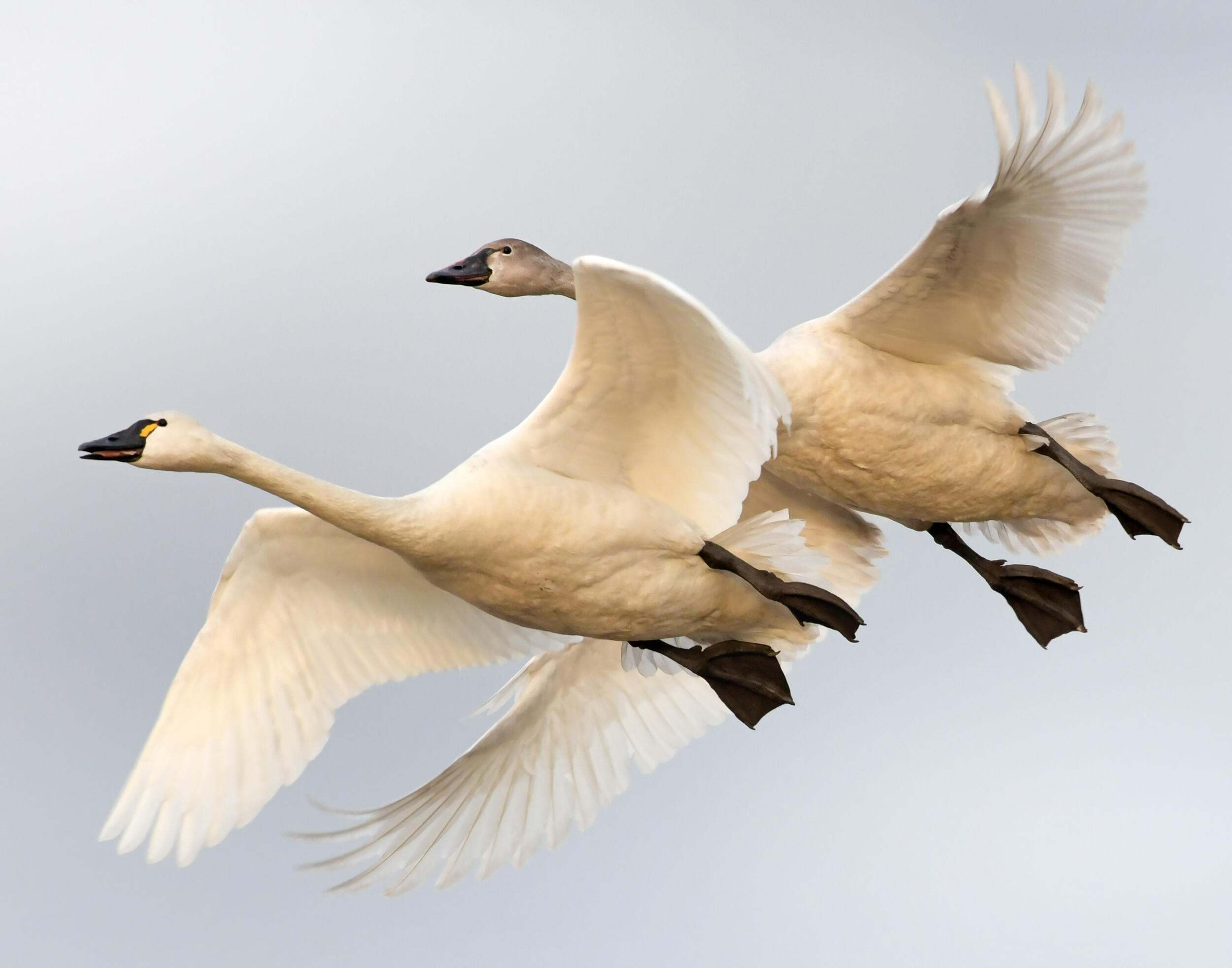 A pair of tundra swans in flight.