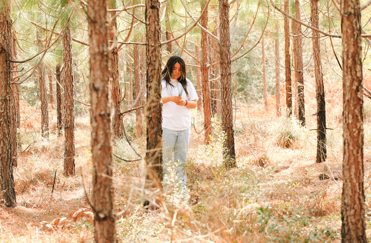  Charity Battise collects needles from longleaf trees.