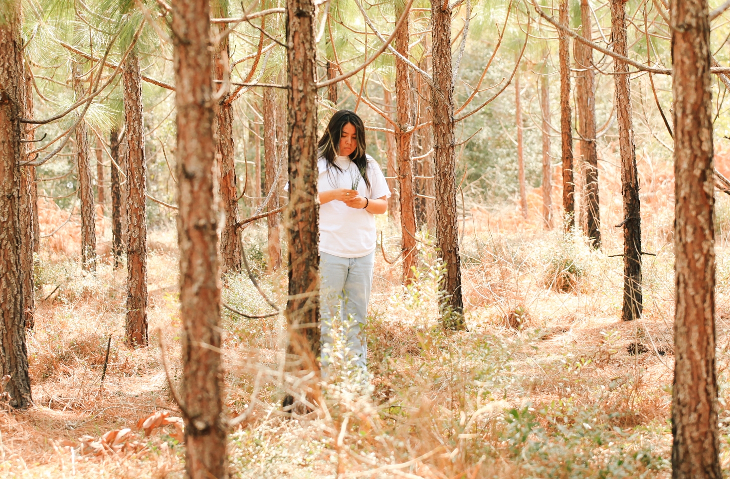 Charity Battise collects needles from longleaf trees.
