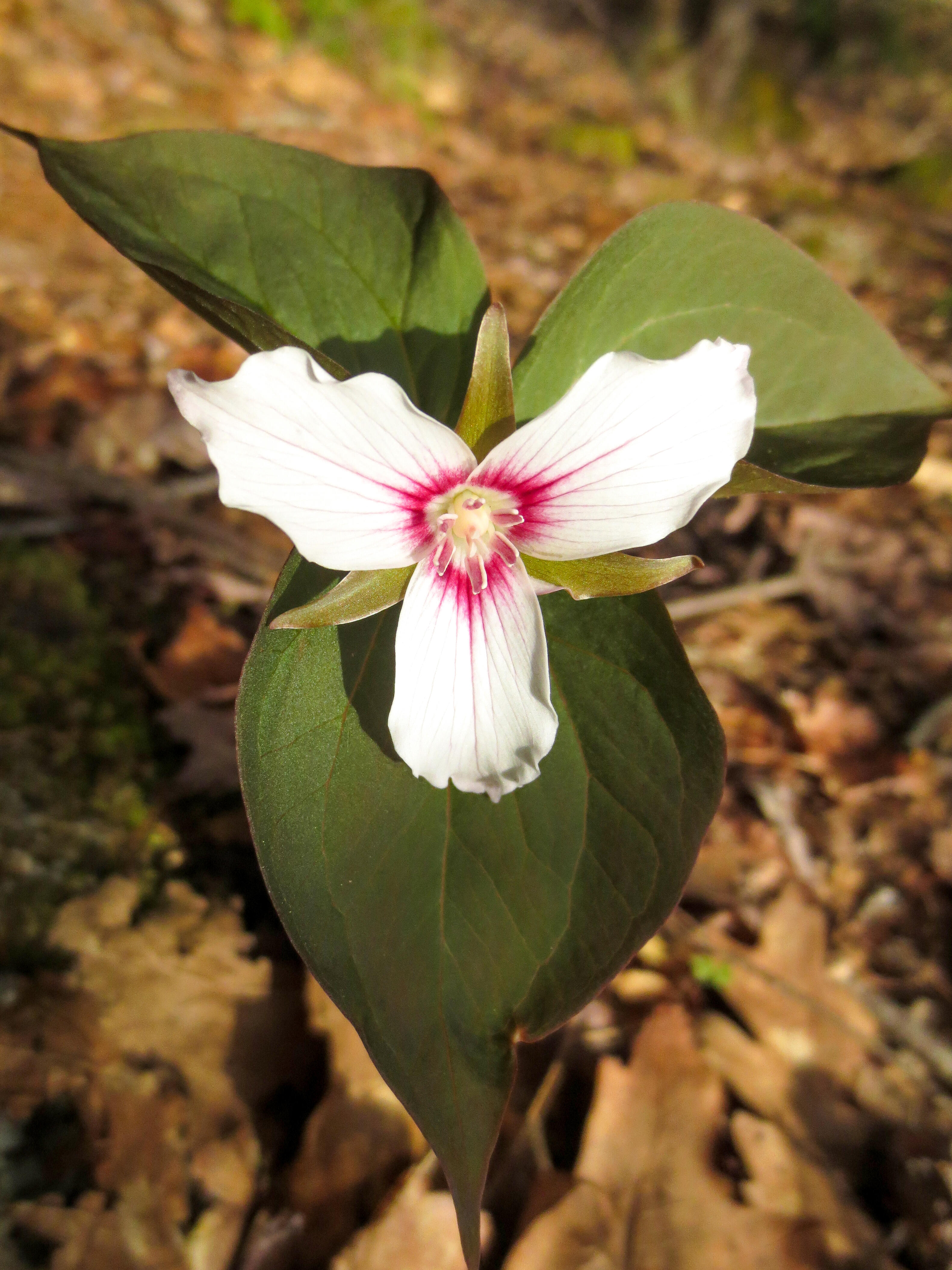 Painted Trillium.