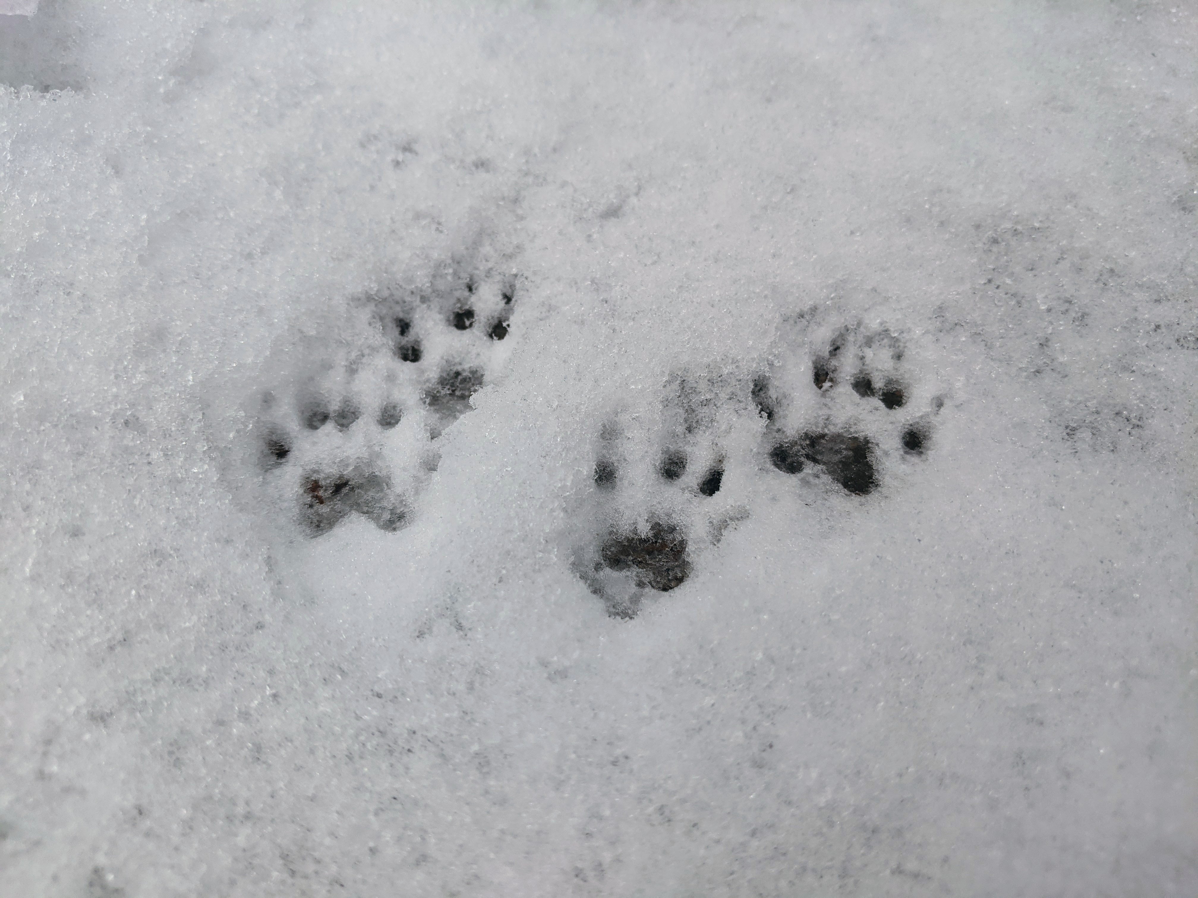 Tracks of a small animal show up in snow.